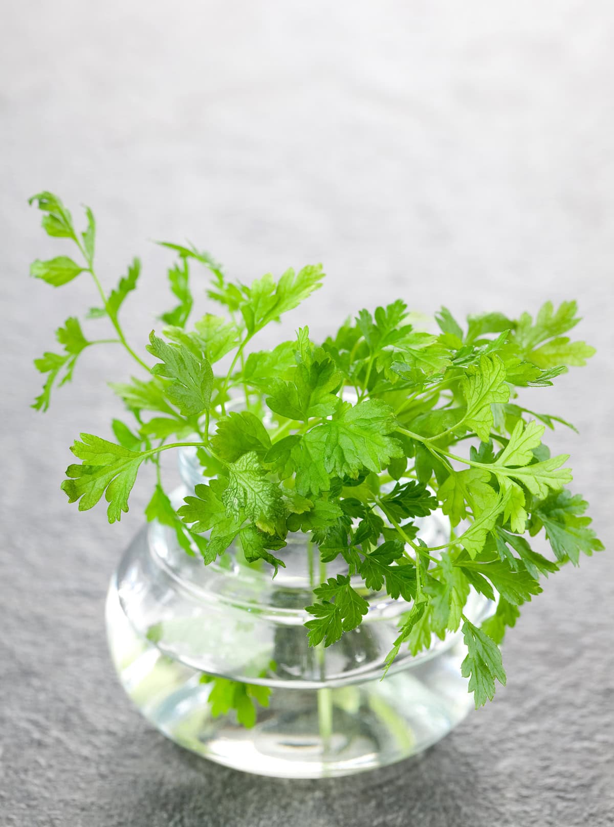 Chervil
