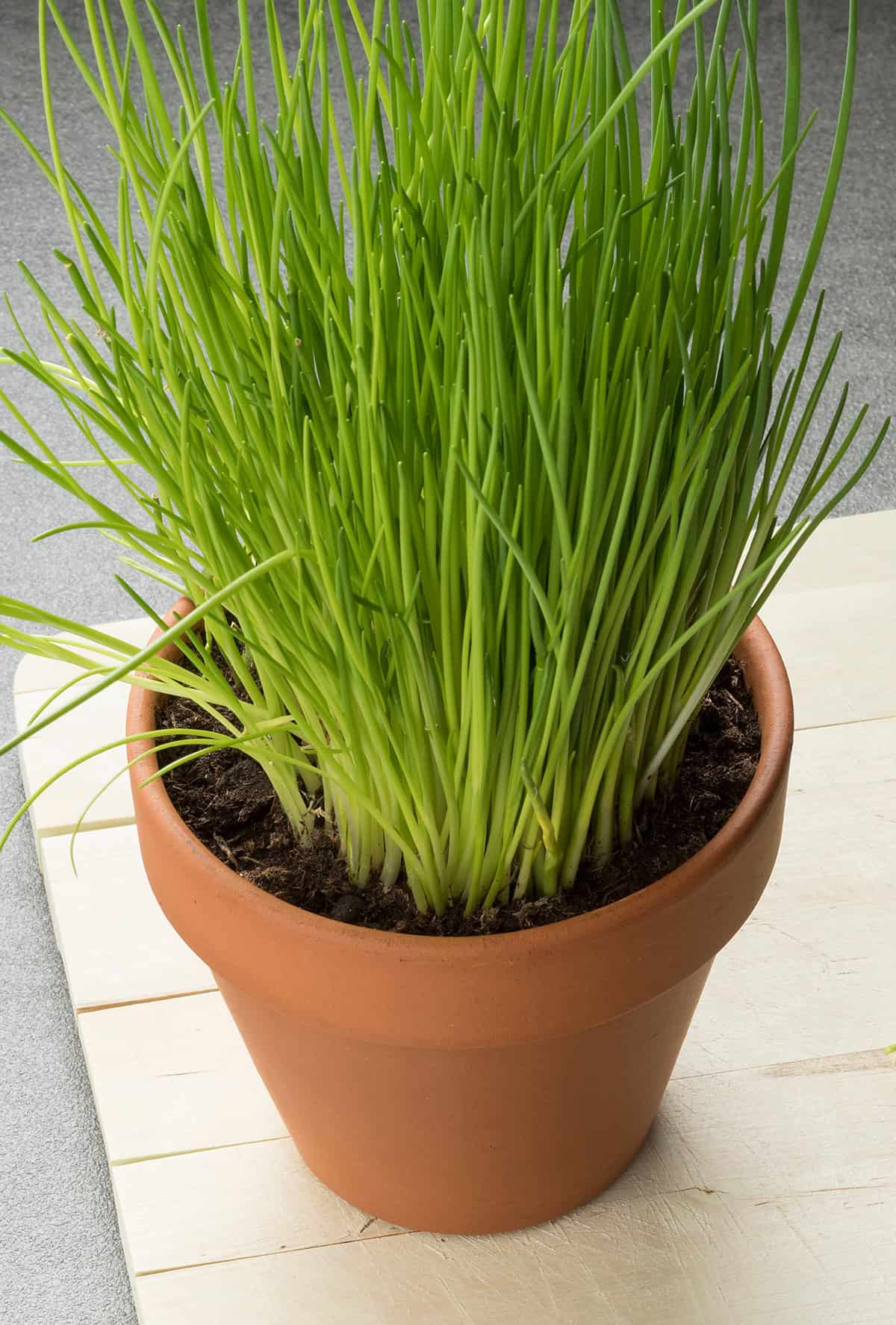 Chives
