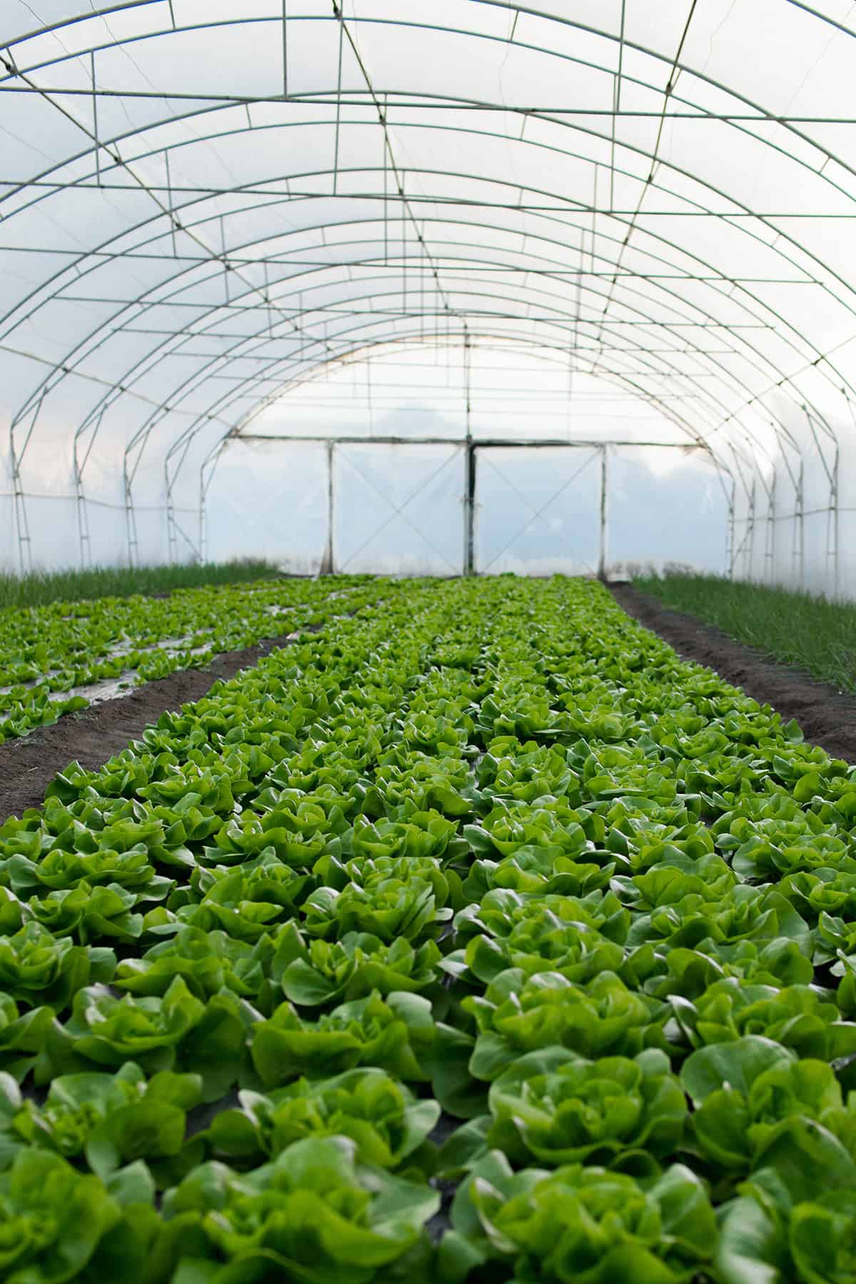 Choosing The Right Greenhouse