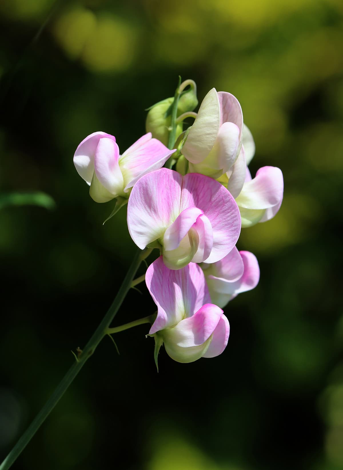Choosing The Right Sweet Pea Variety