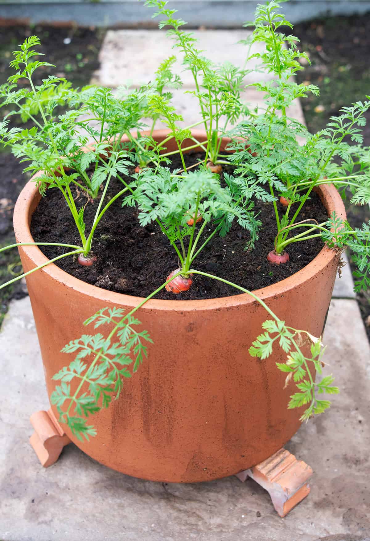 Choosing the Right Container