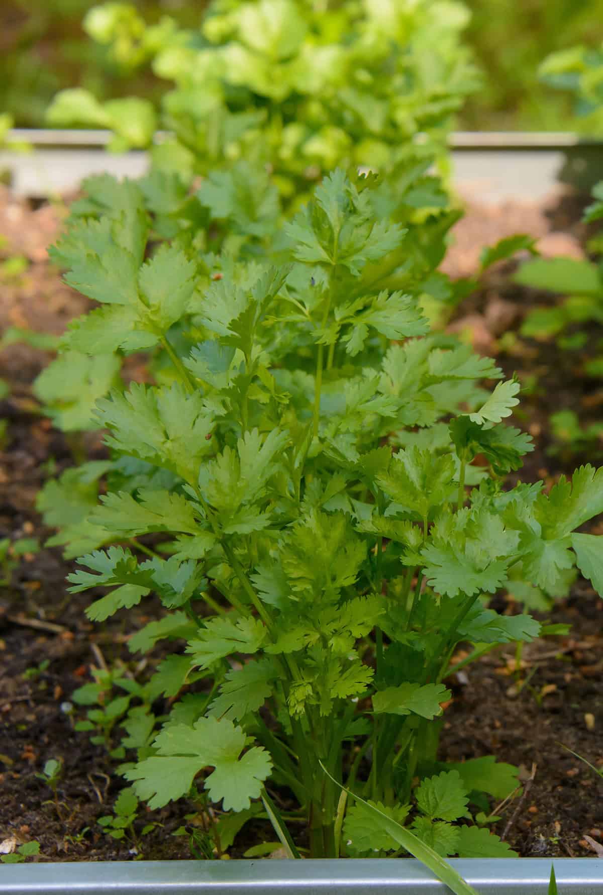 Cilantro (Coriander)