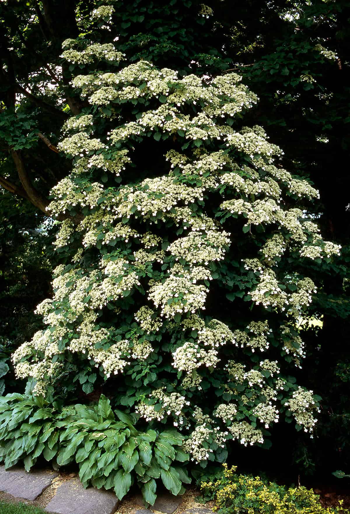 Climbing Hydrangea (Hydrangea anomala petiolaris, Twining By Stems)