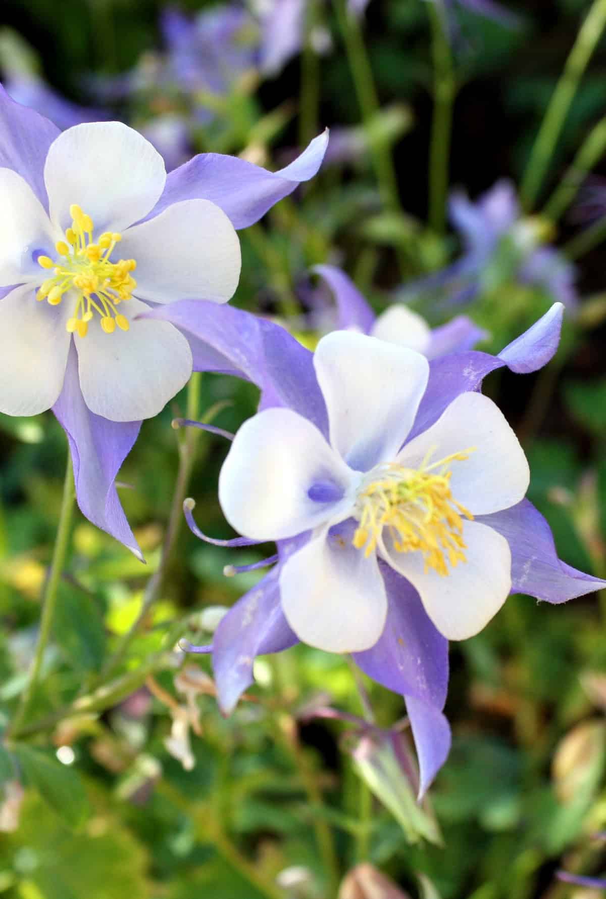 Columbine (Aquilegia)
