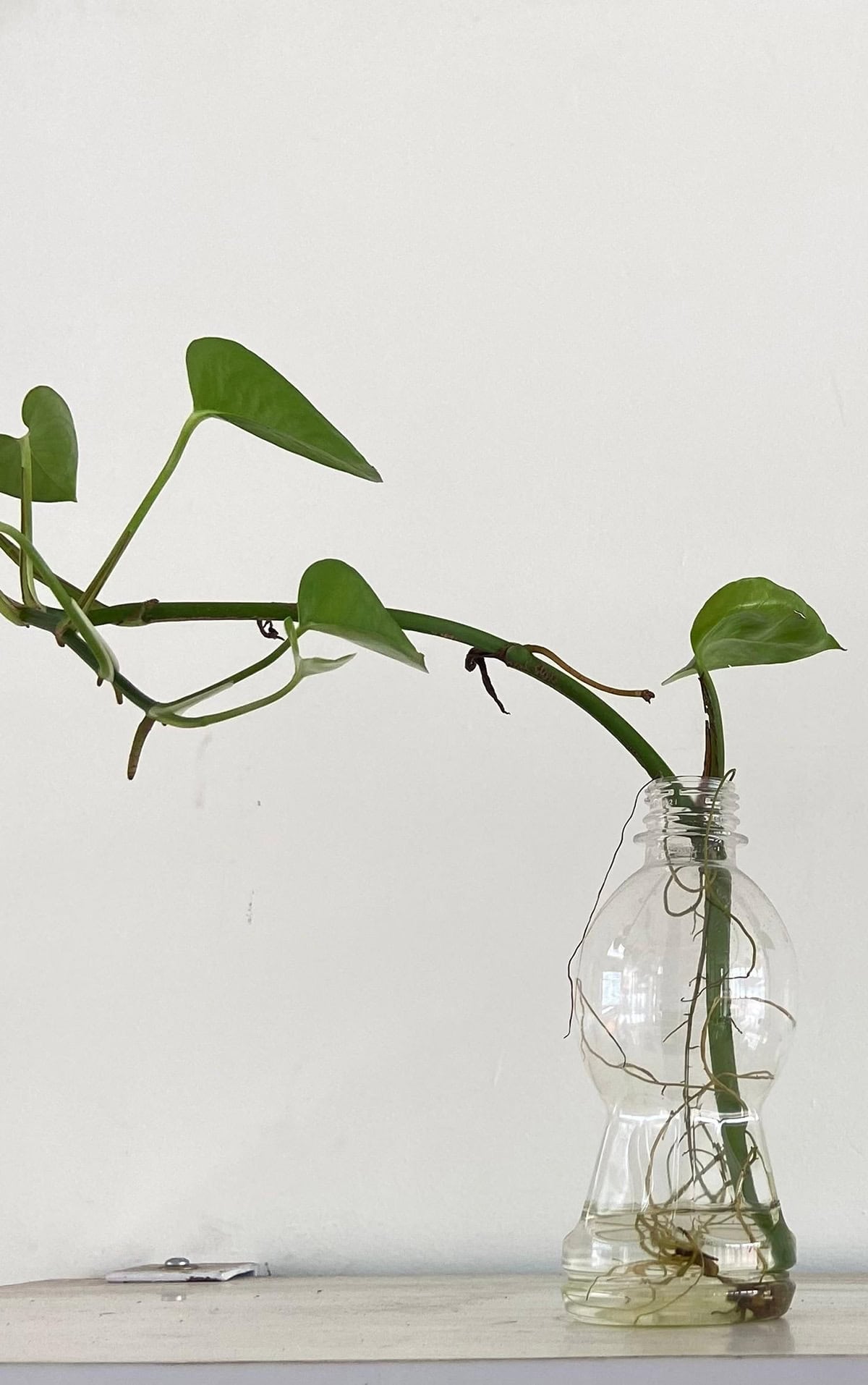 Common Causes of Leggy Pothos
