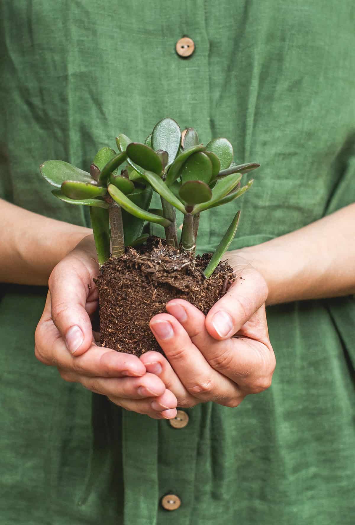 Common Fertilizing Mistakes to Avoid