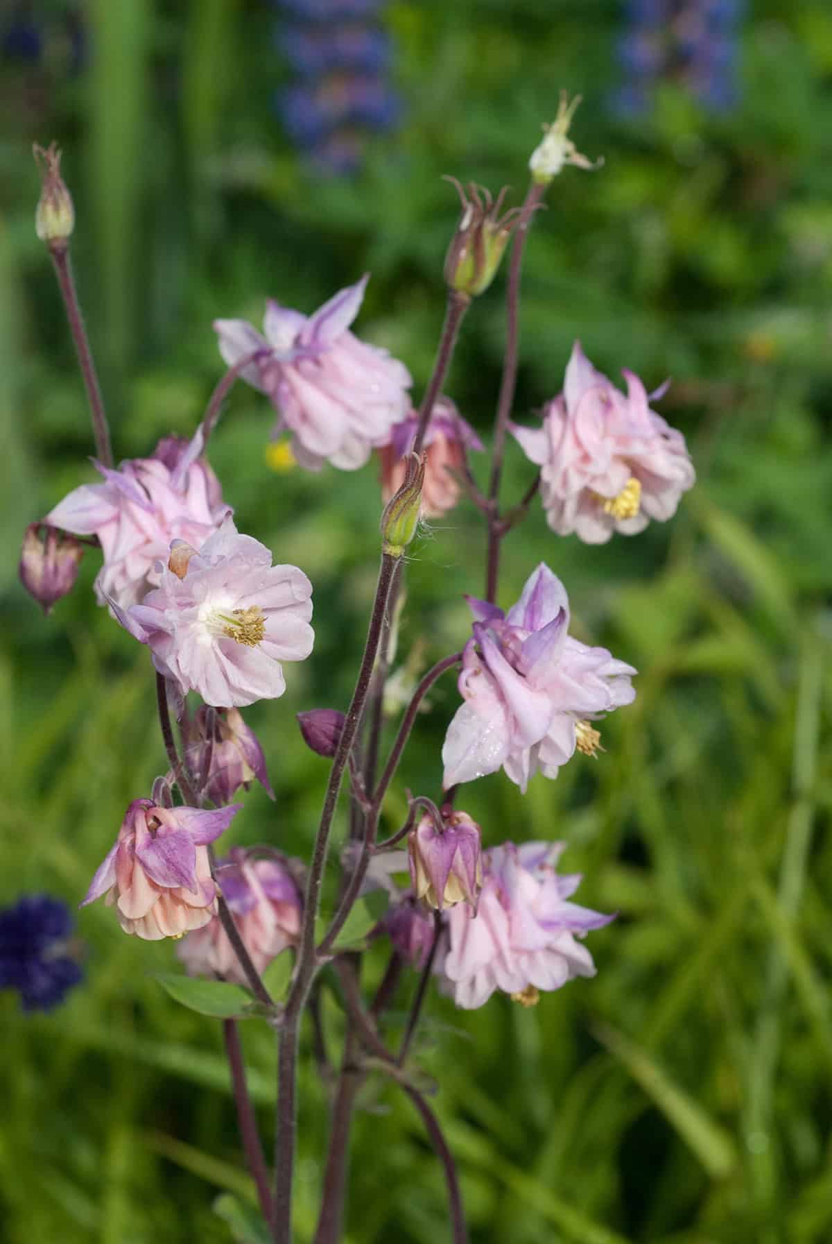 Common Problems & Troubleshooting Columbine Flowers