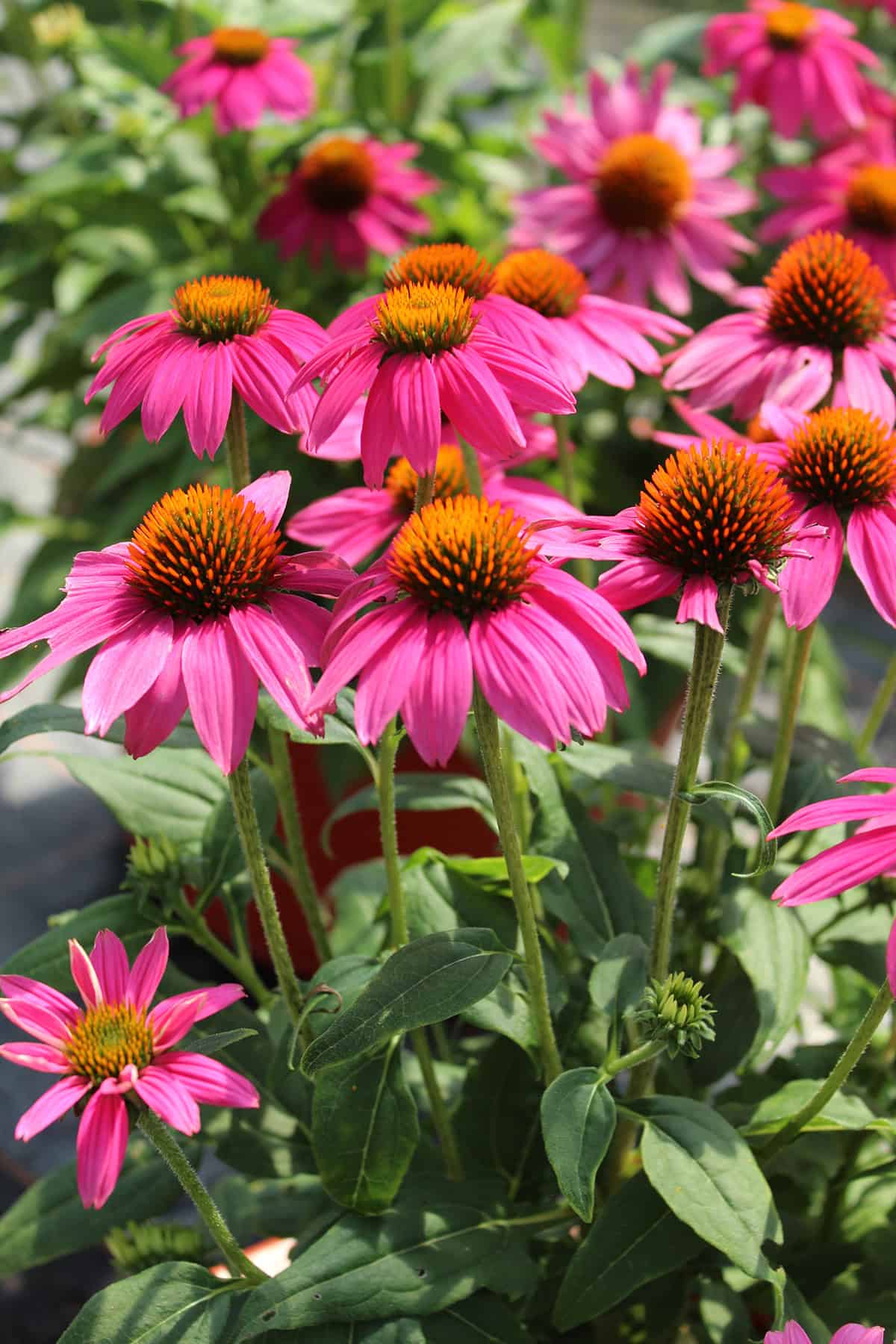 Coneflowers