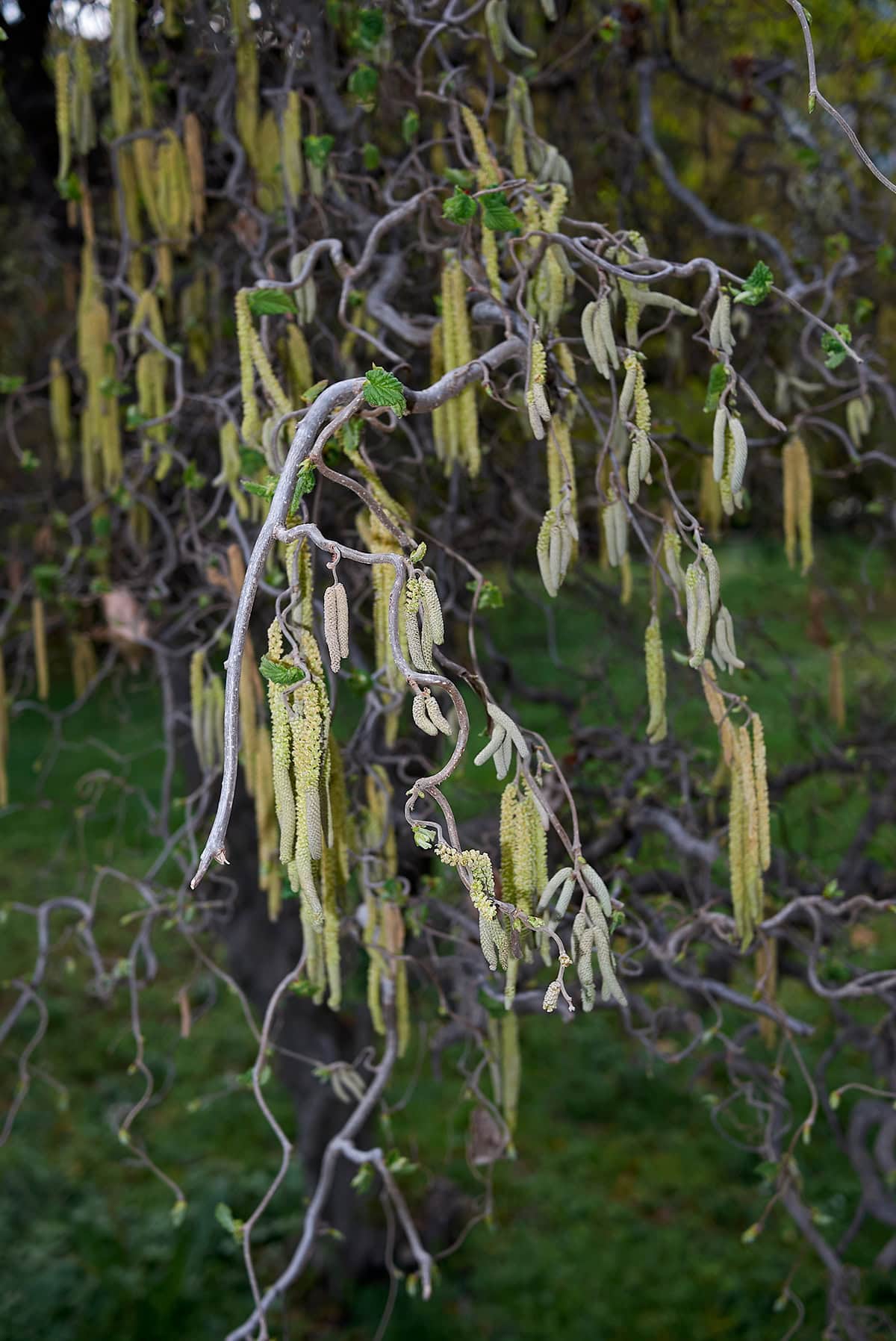 Contorted Filbert (Corylus avellana ‘Contorta’, Harry Lauder’s Walking Stick)