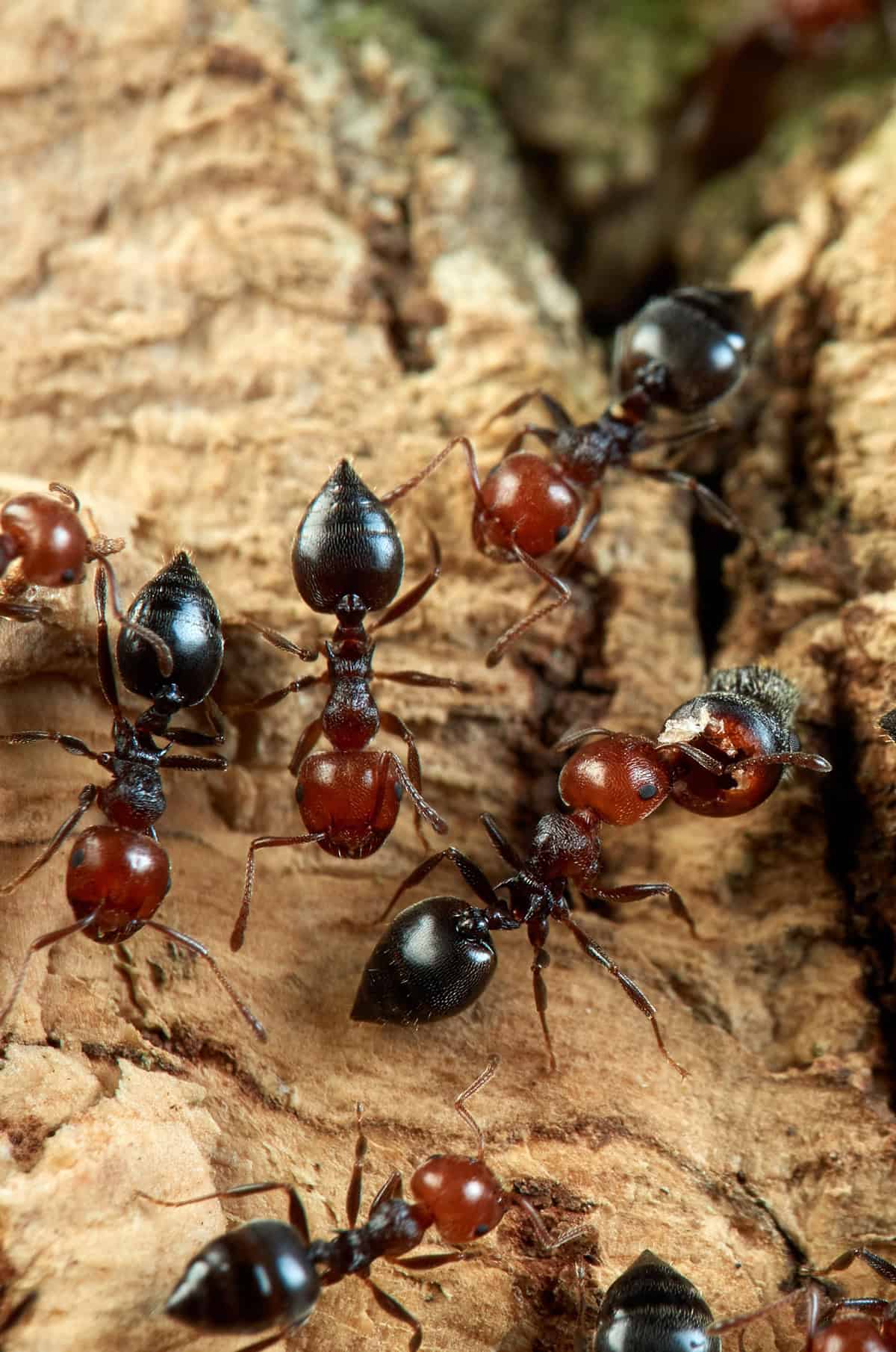Control Ants Naturally