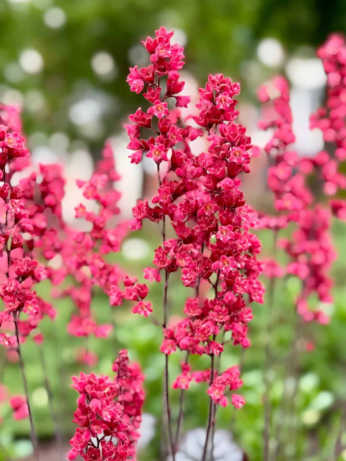 Coral Bells (Heuchera)