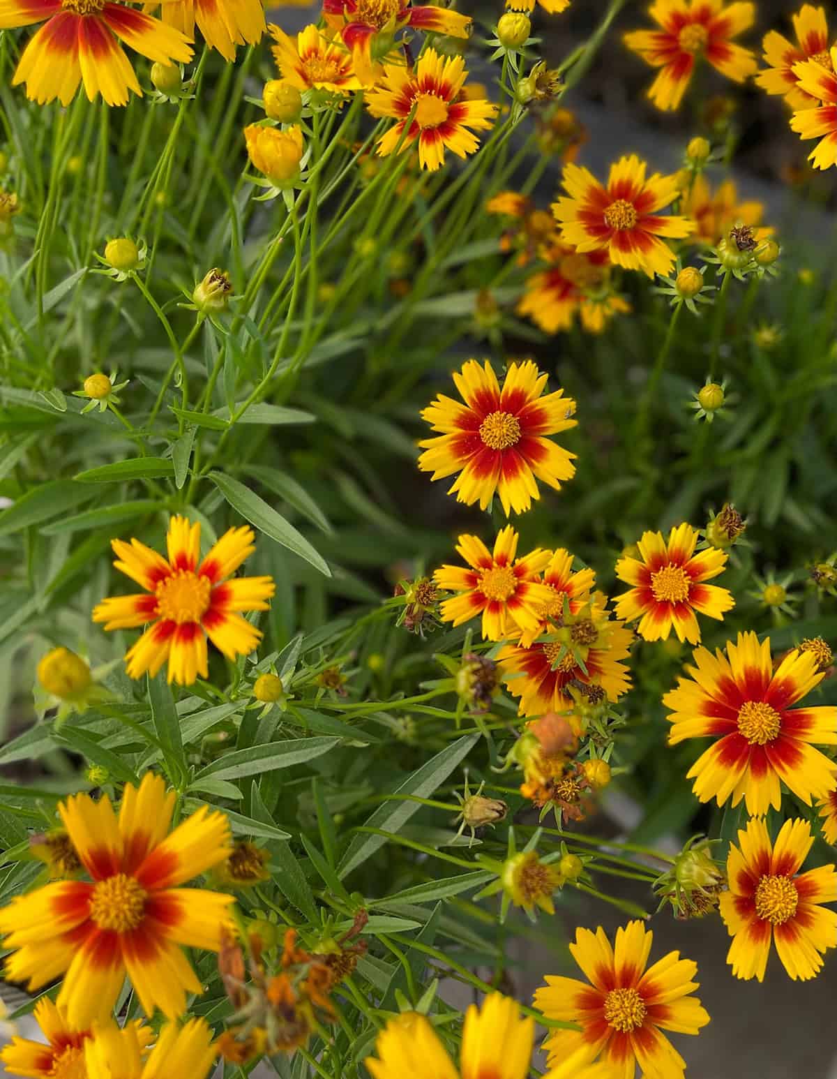 Coreopsis