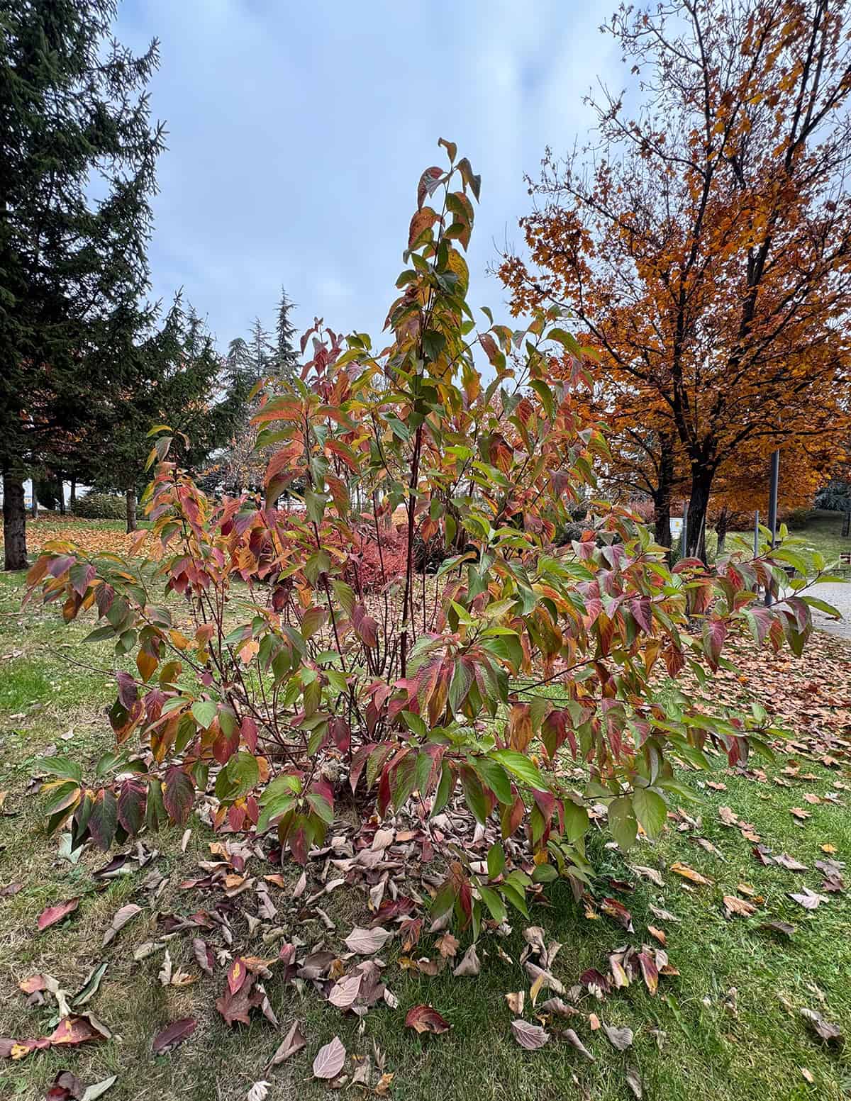 Cornus alba (Tatarian dogwood)