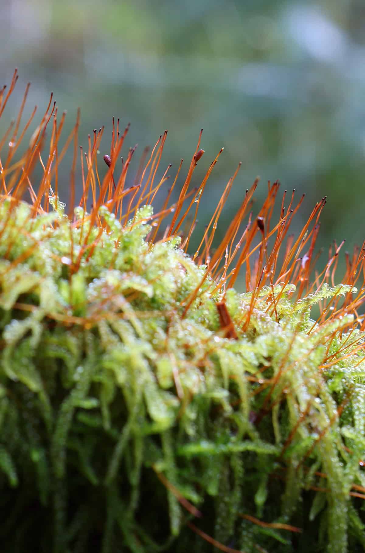 Creeping Feather Moss (Amblystegium serpens)