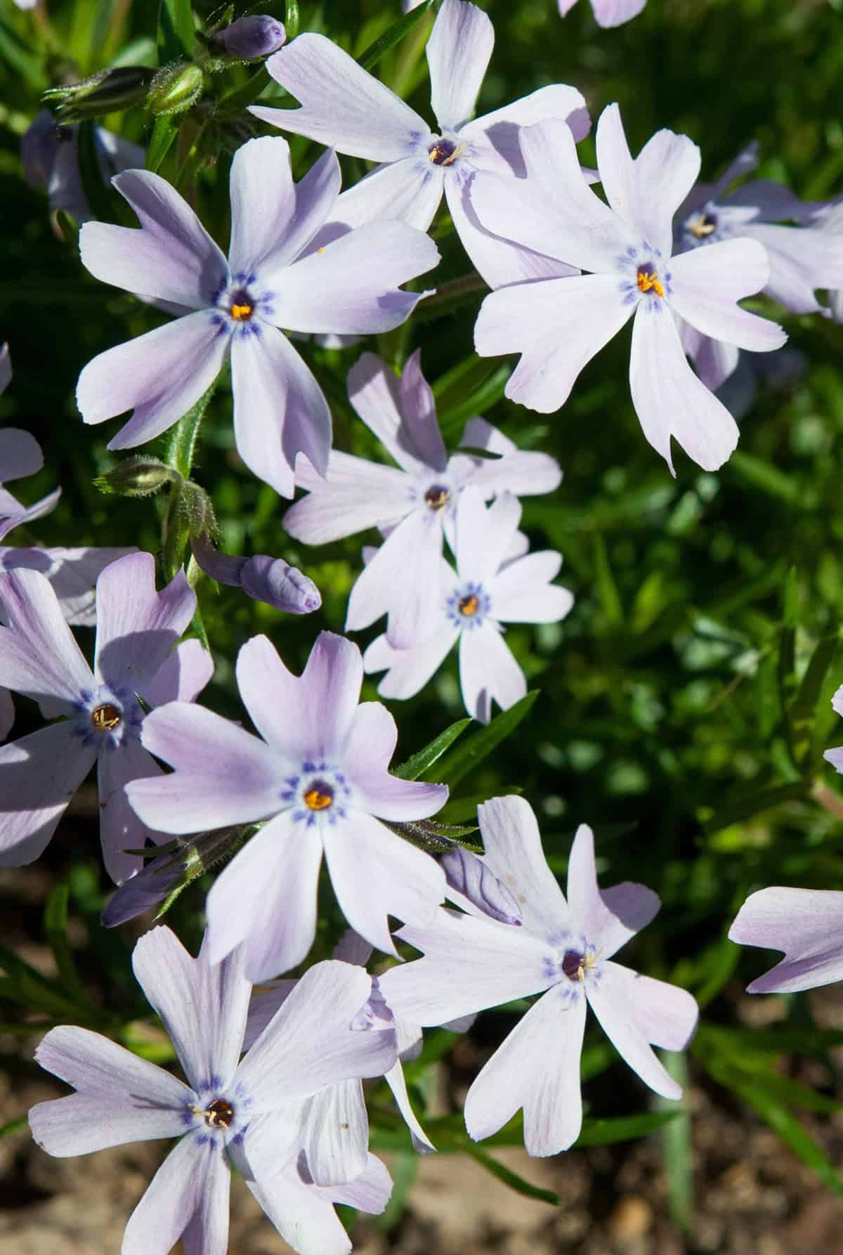 Creeping Phlox