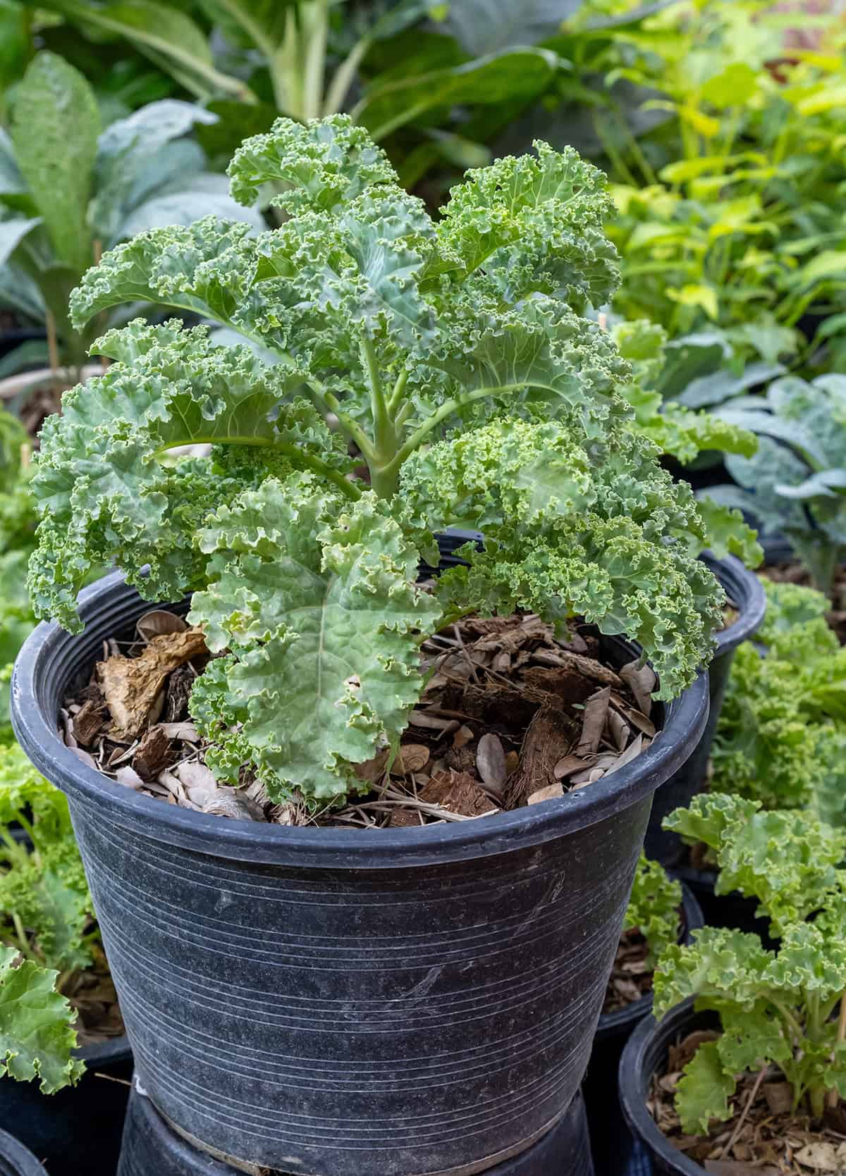Crops For Fresh Eating