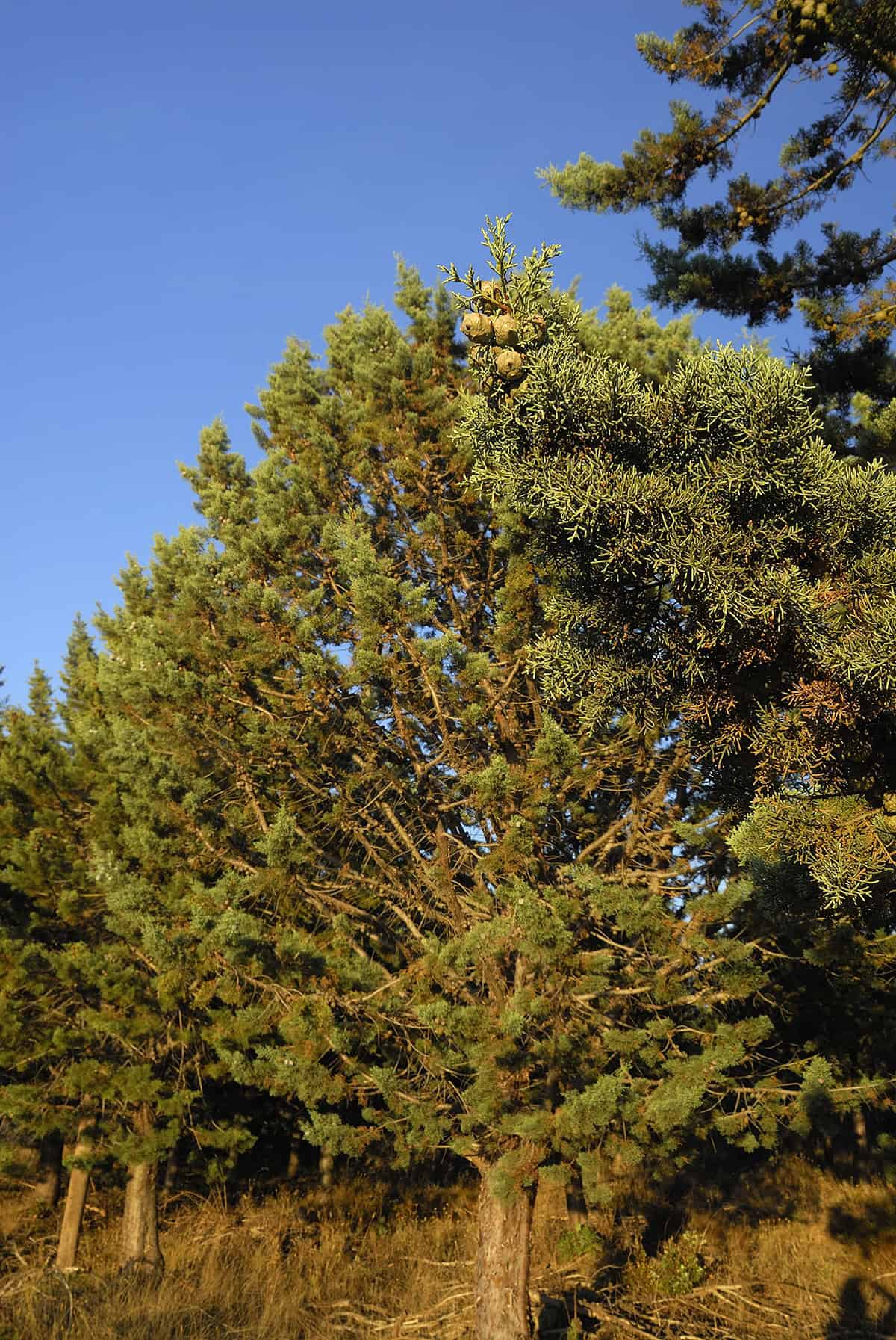 Cupressus arizonica
