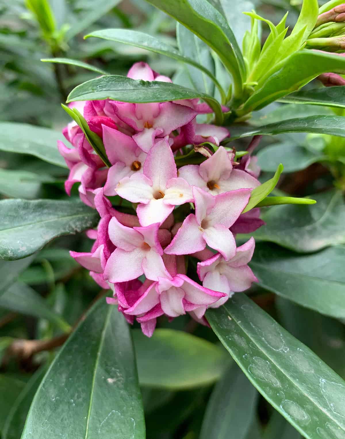 Daphne (Daphne odora)