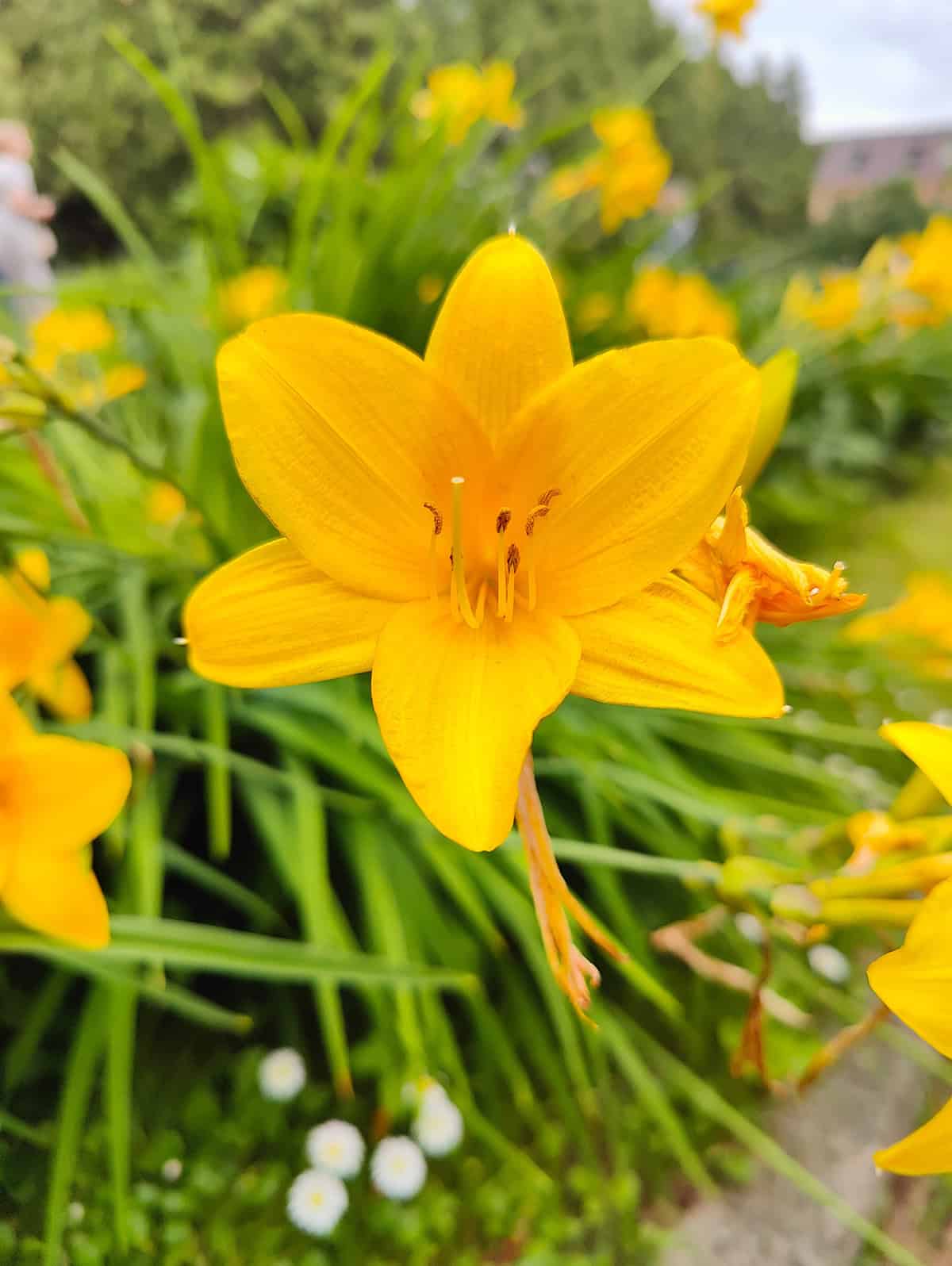 Daylily (Hemerocallis)