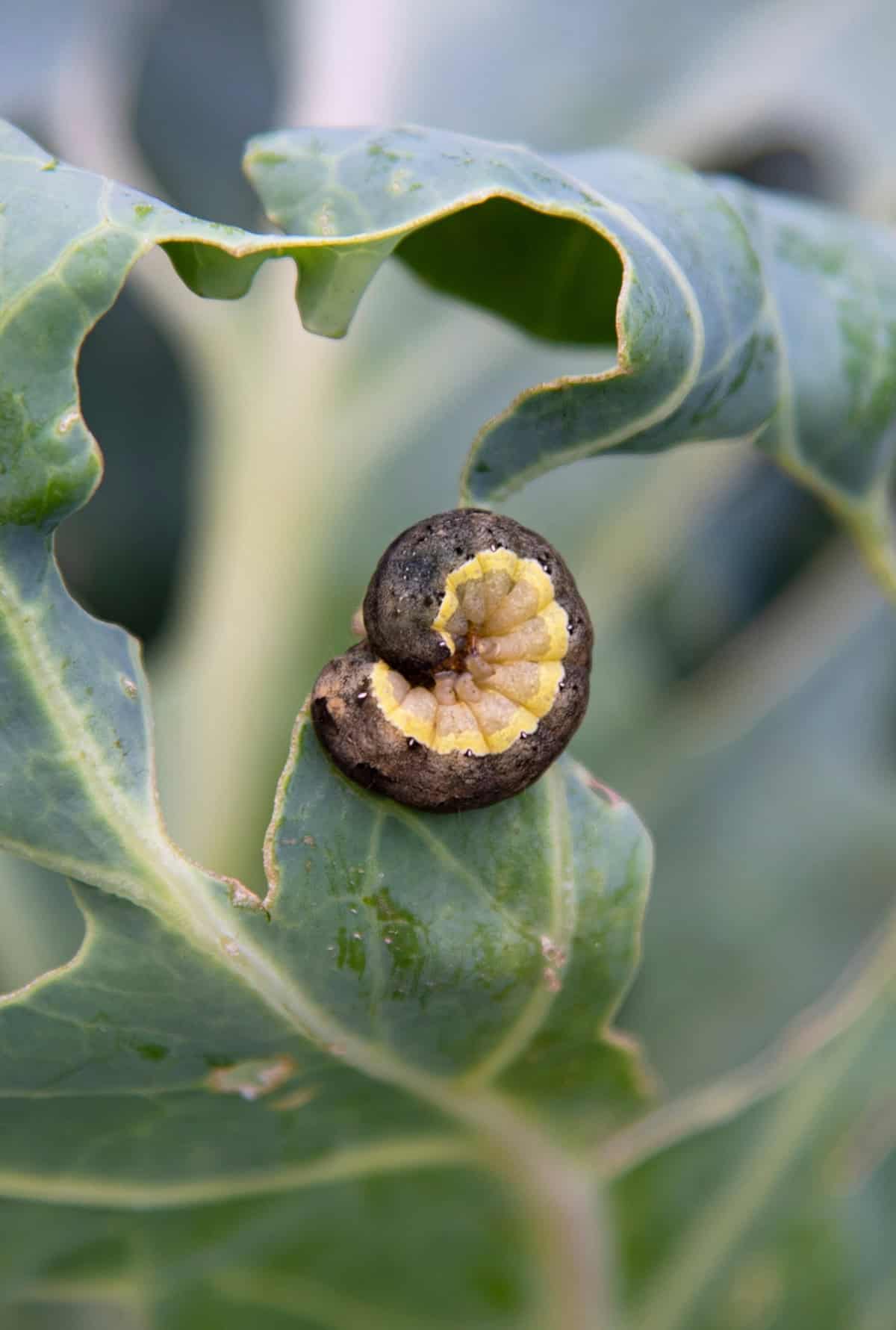 Deter Cabbage Worms