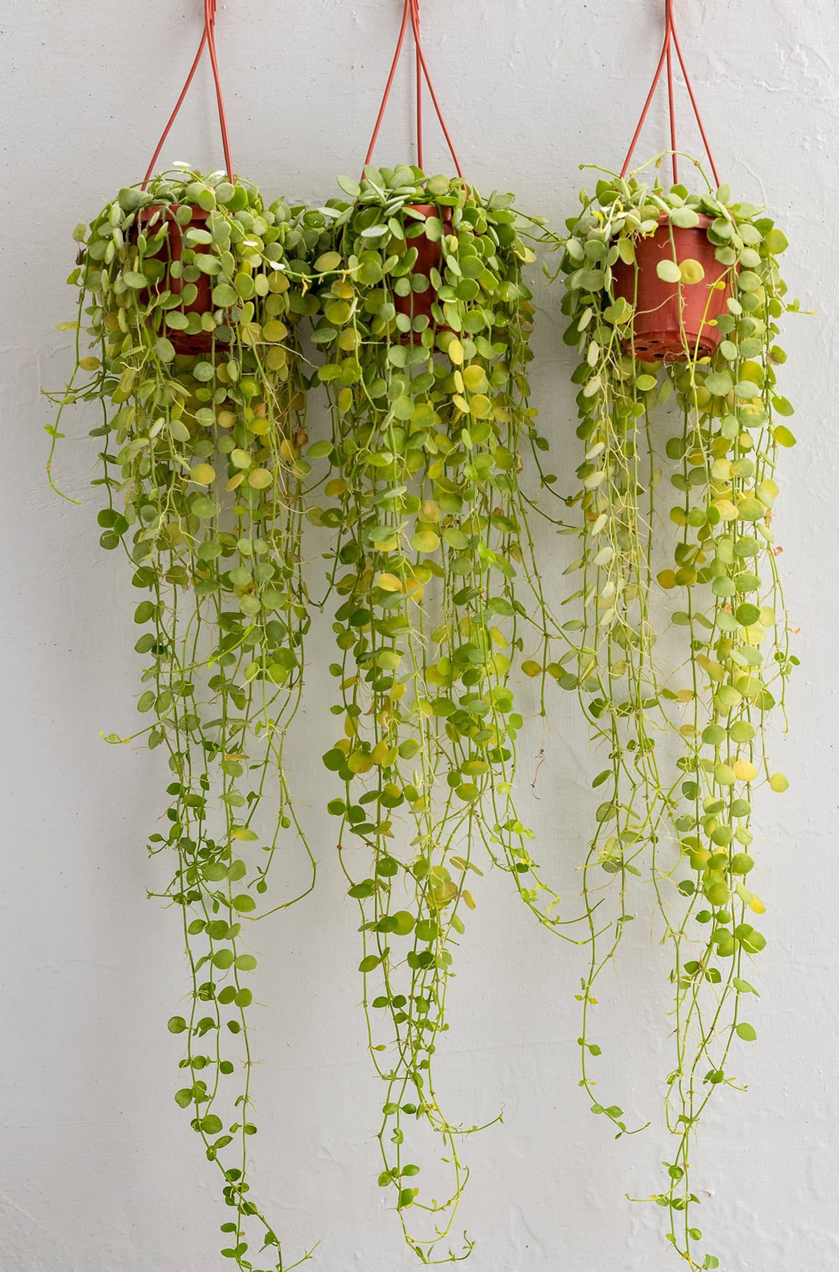 Dischidia nummularia (Button Orchid)