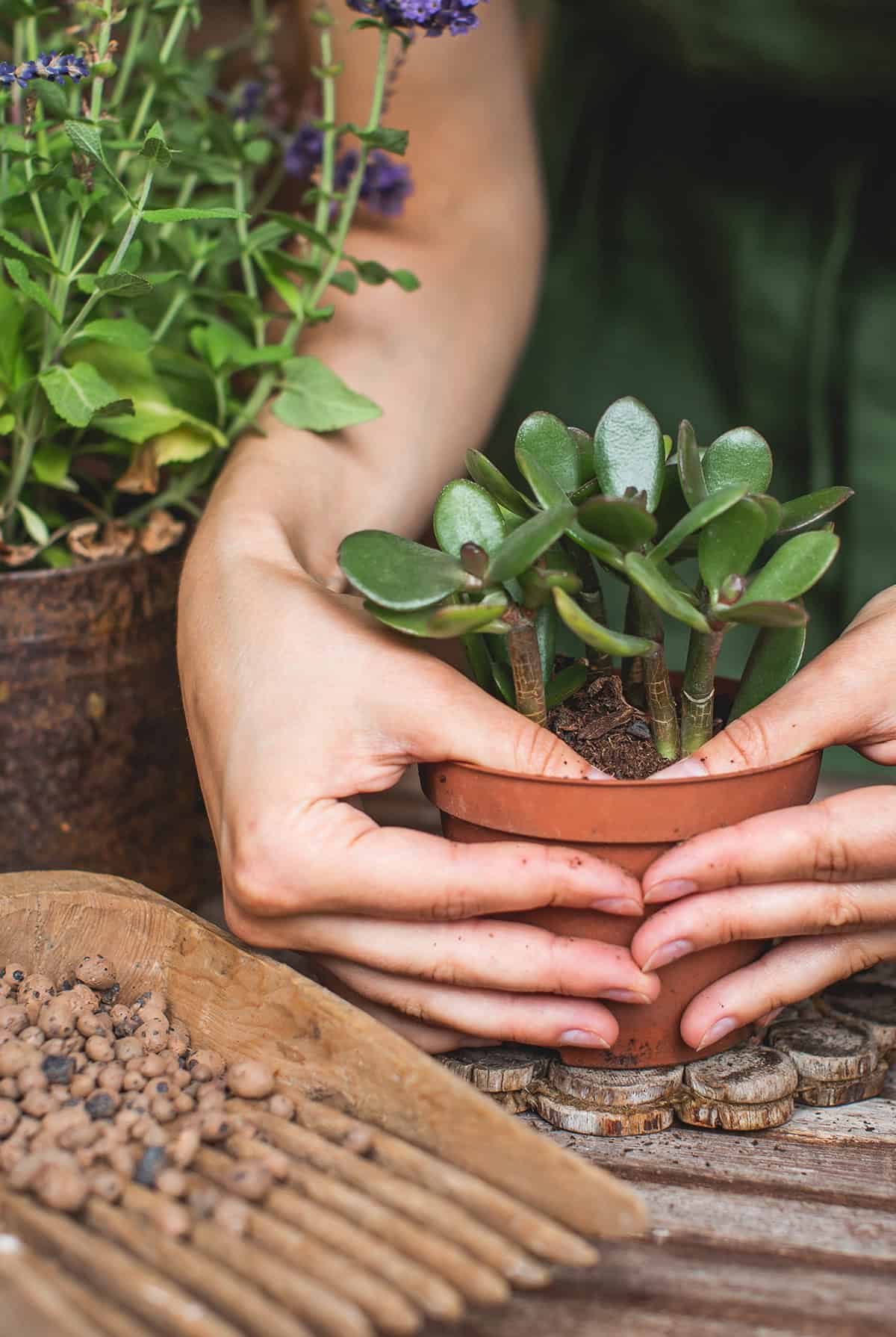 Do Jade Plants Actually Need Fertilizer
