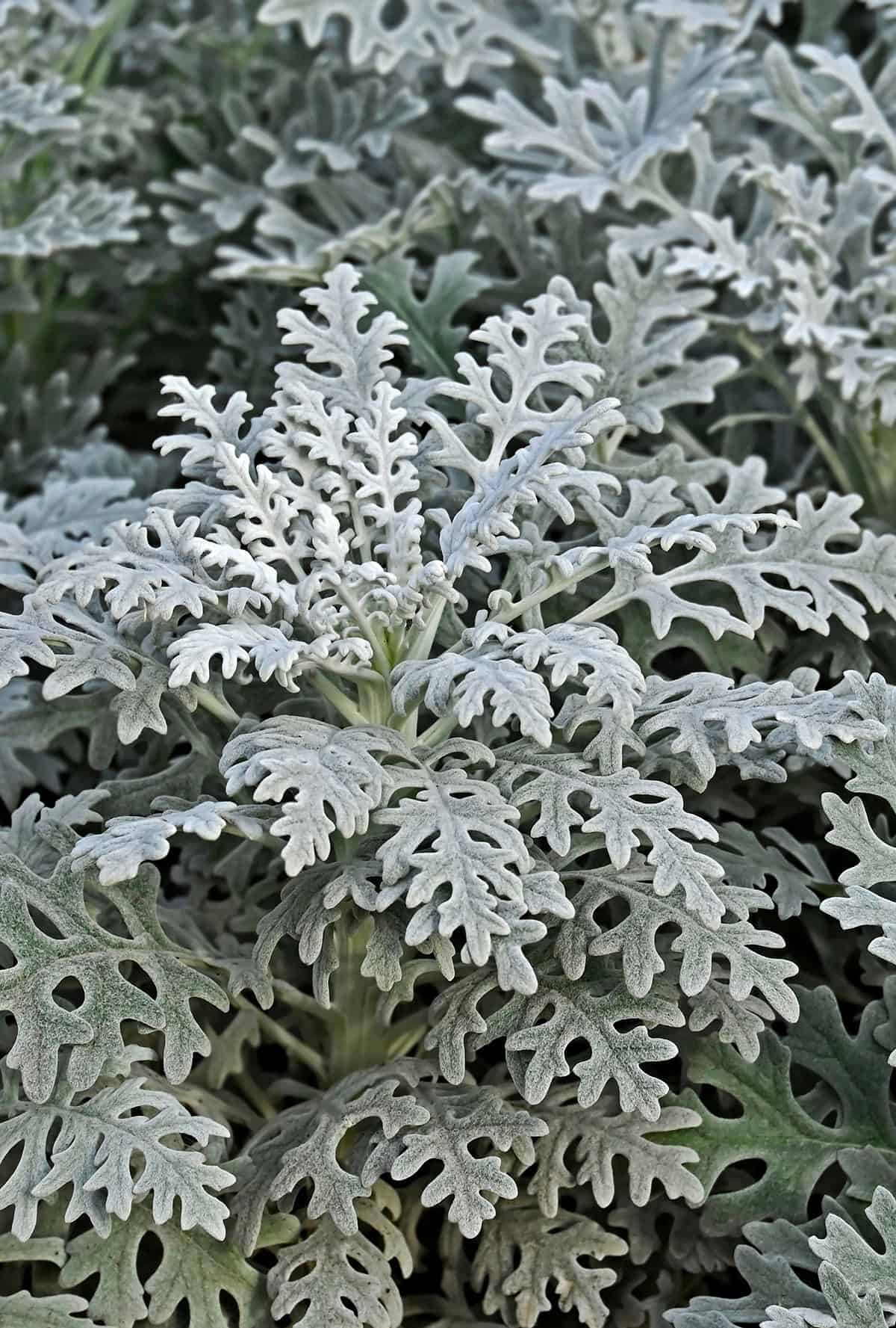 Dusty Miller