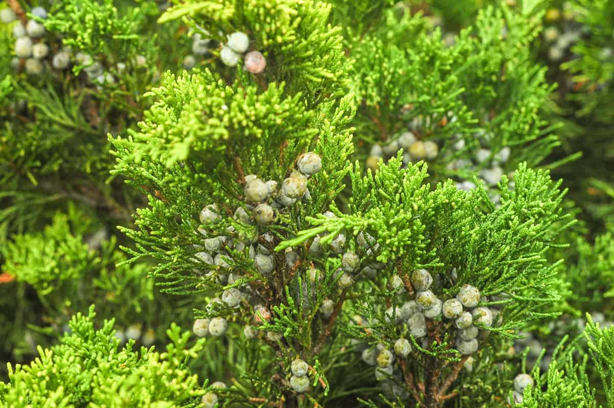 Eastern Redcedar (Juniperus virginiana)