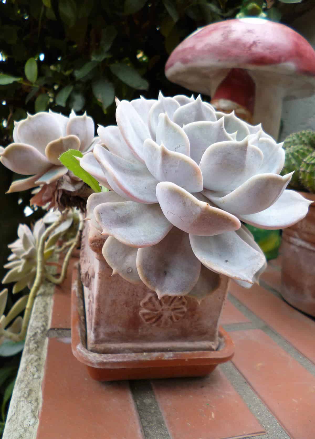 Echeveria ‘Lola’