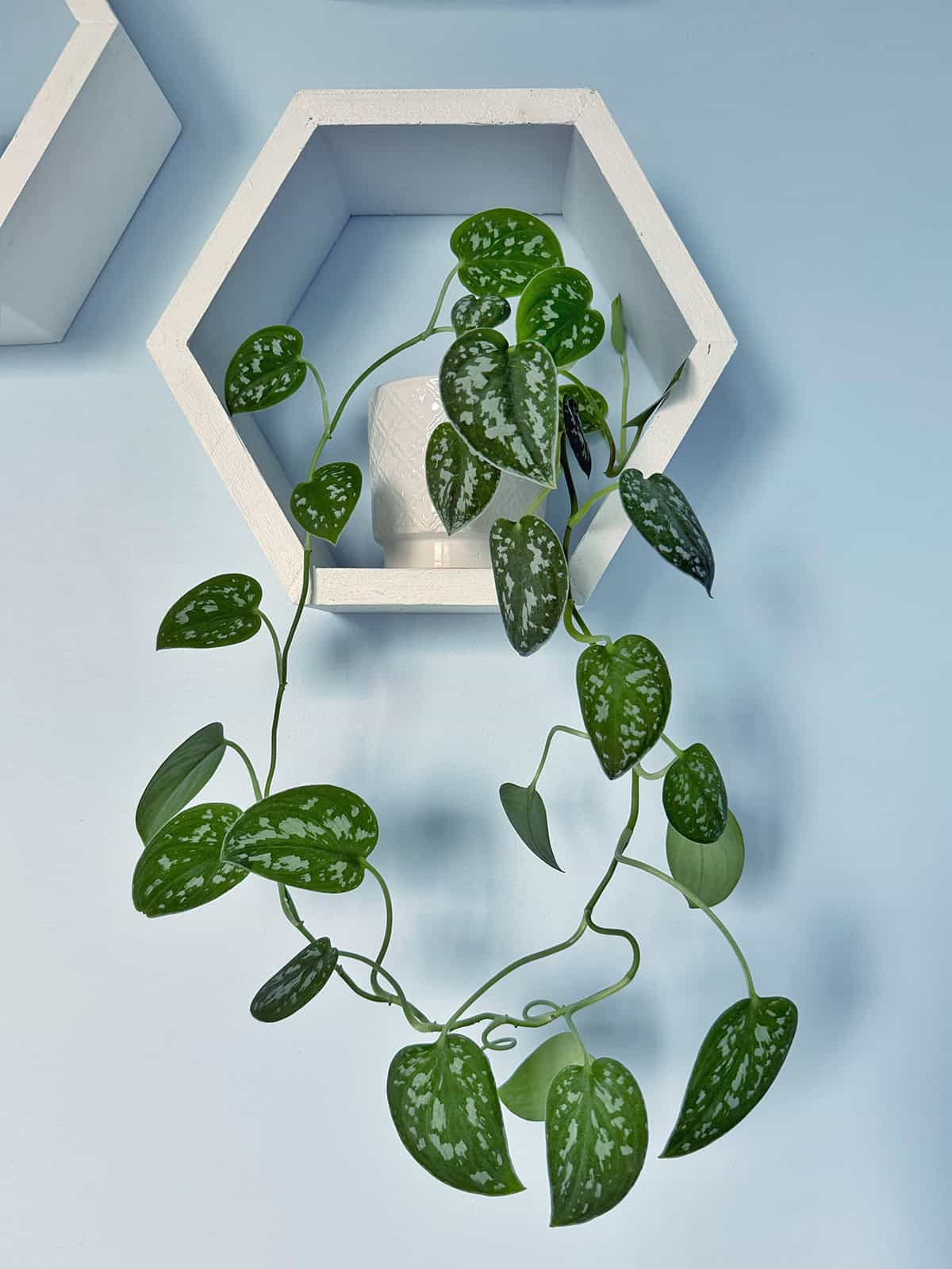 Effective Solutions for Leggy Pothos