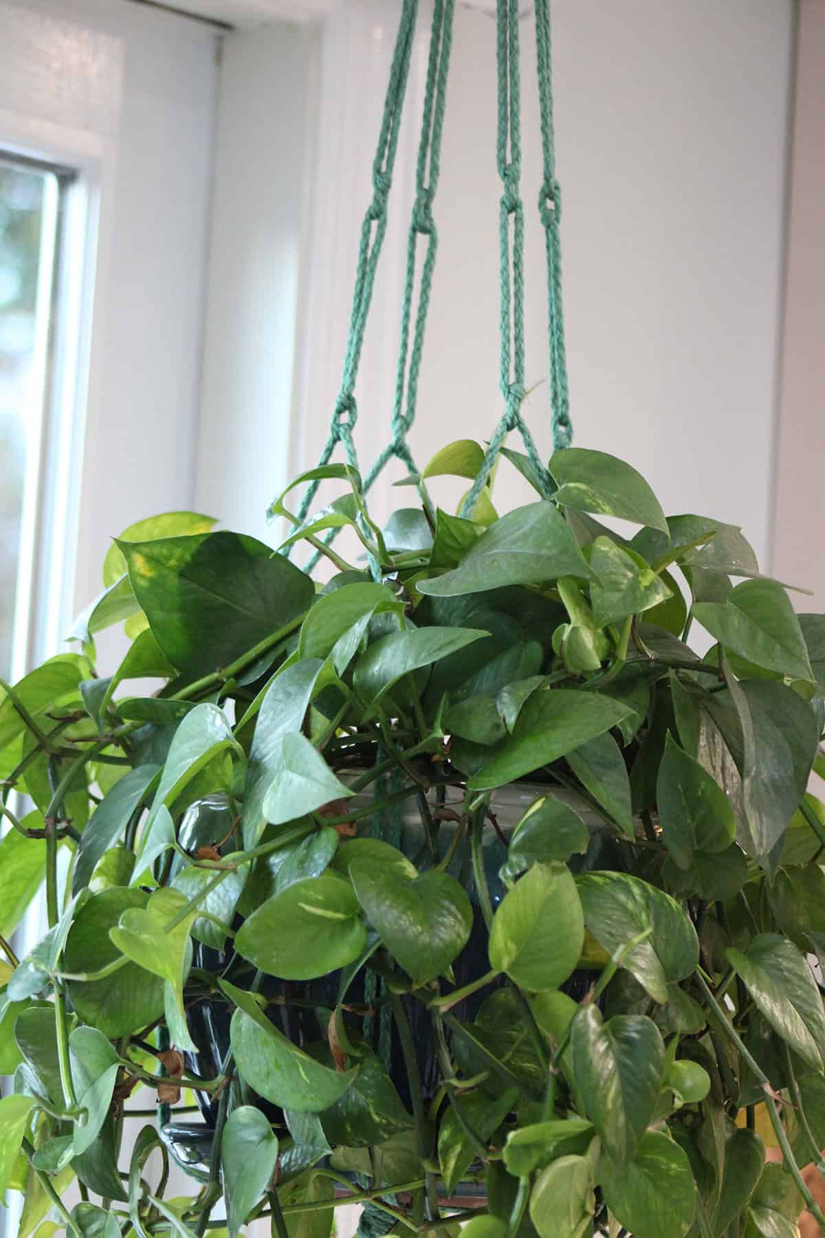 Encouraging Bushier Pothos Growth