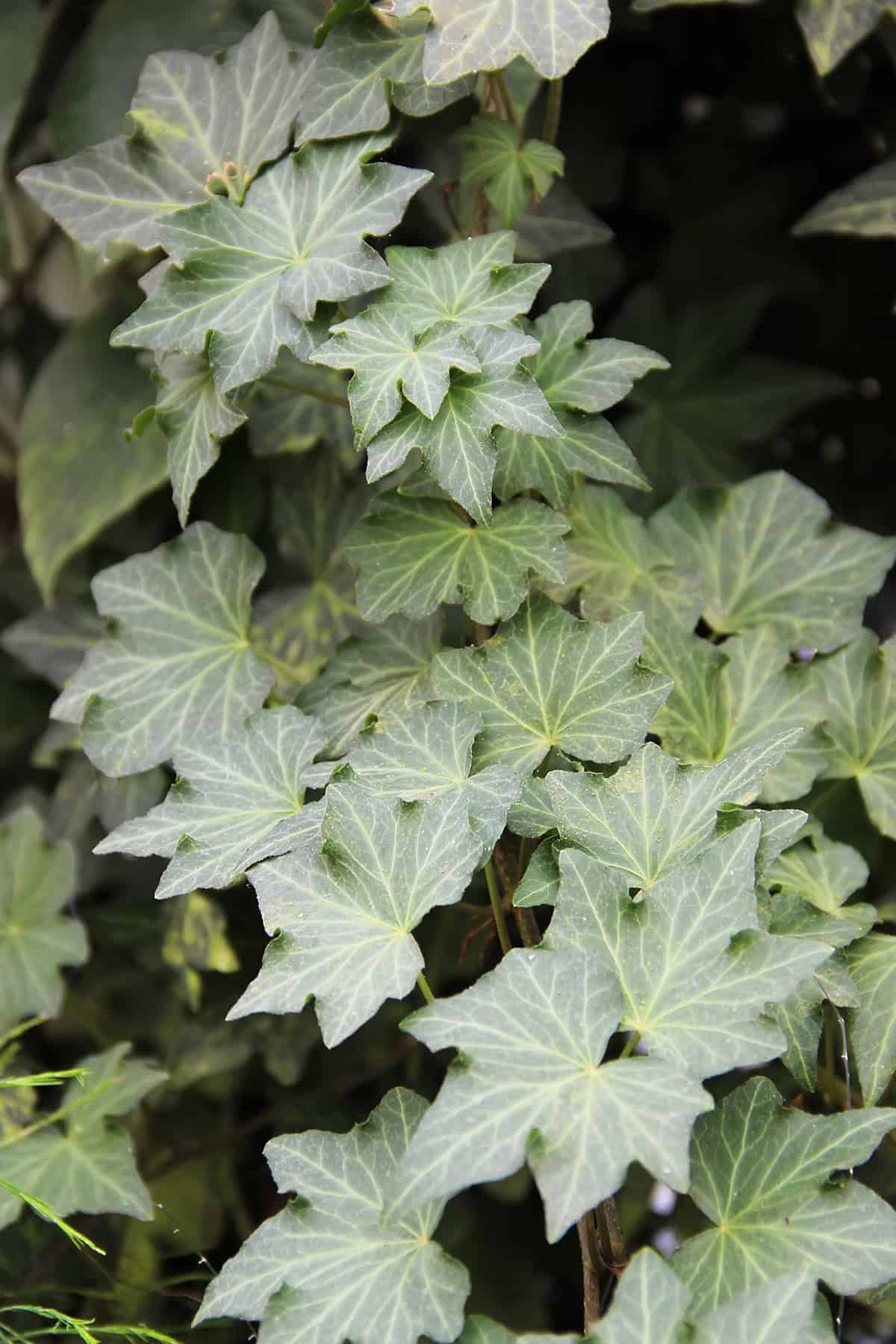 English Ivy (Hedera helix)