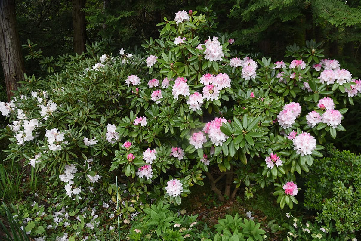 Evergreen Azalea