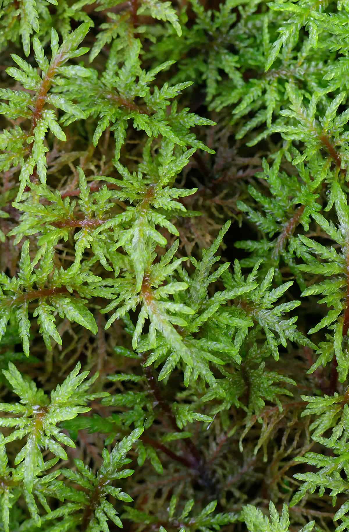 Feather Moss (Pleurozium schreberi)