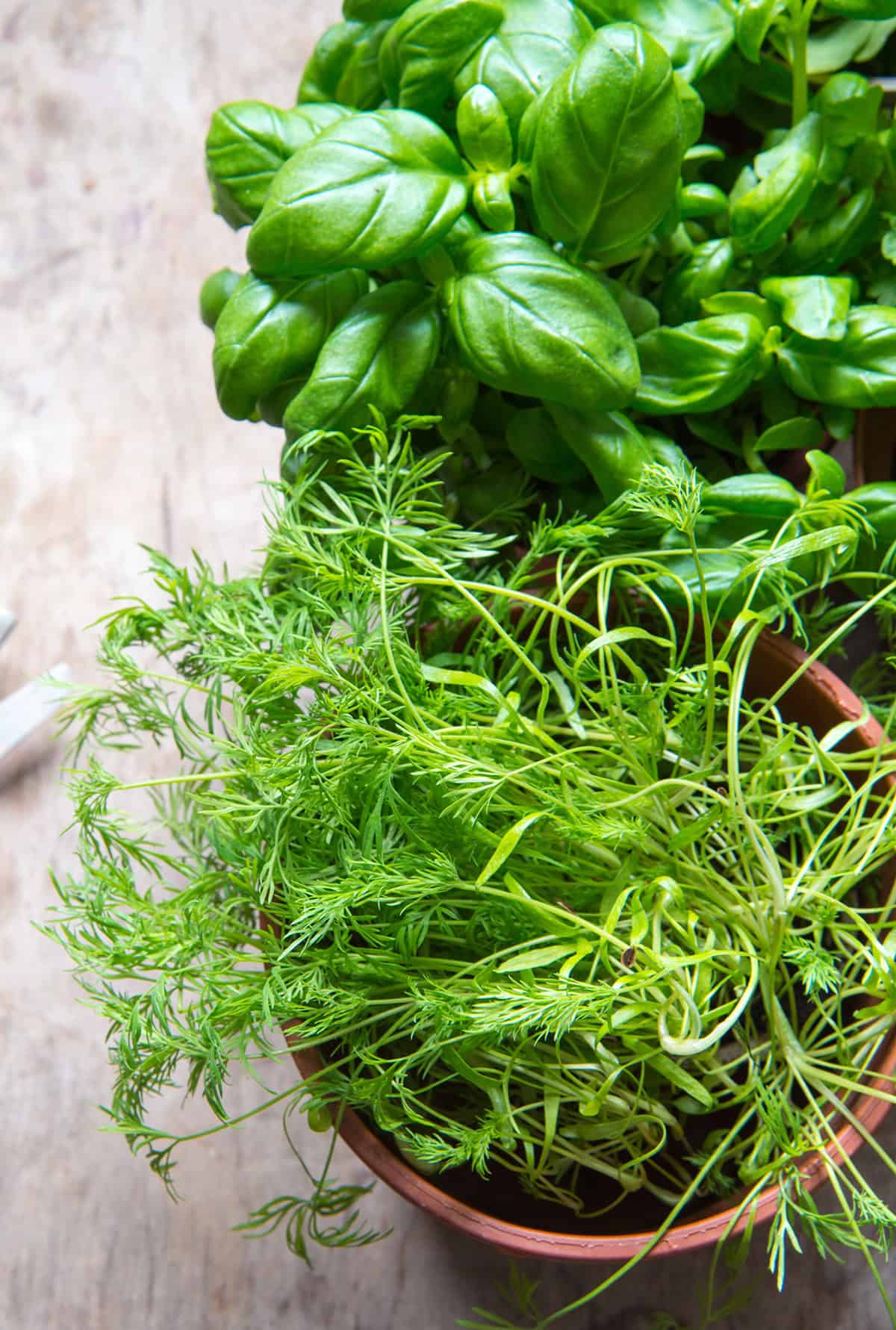 Fennel And Basil