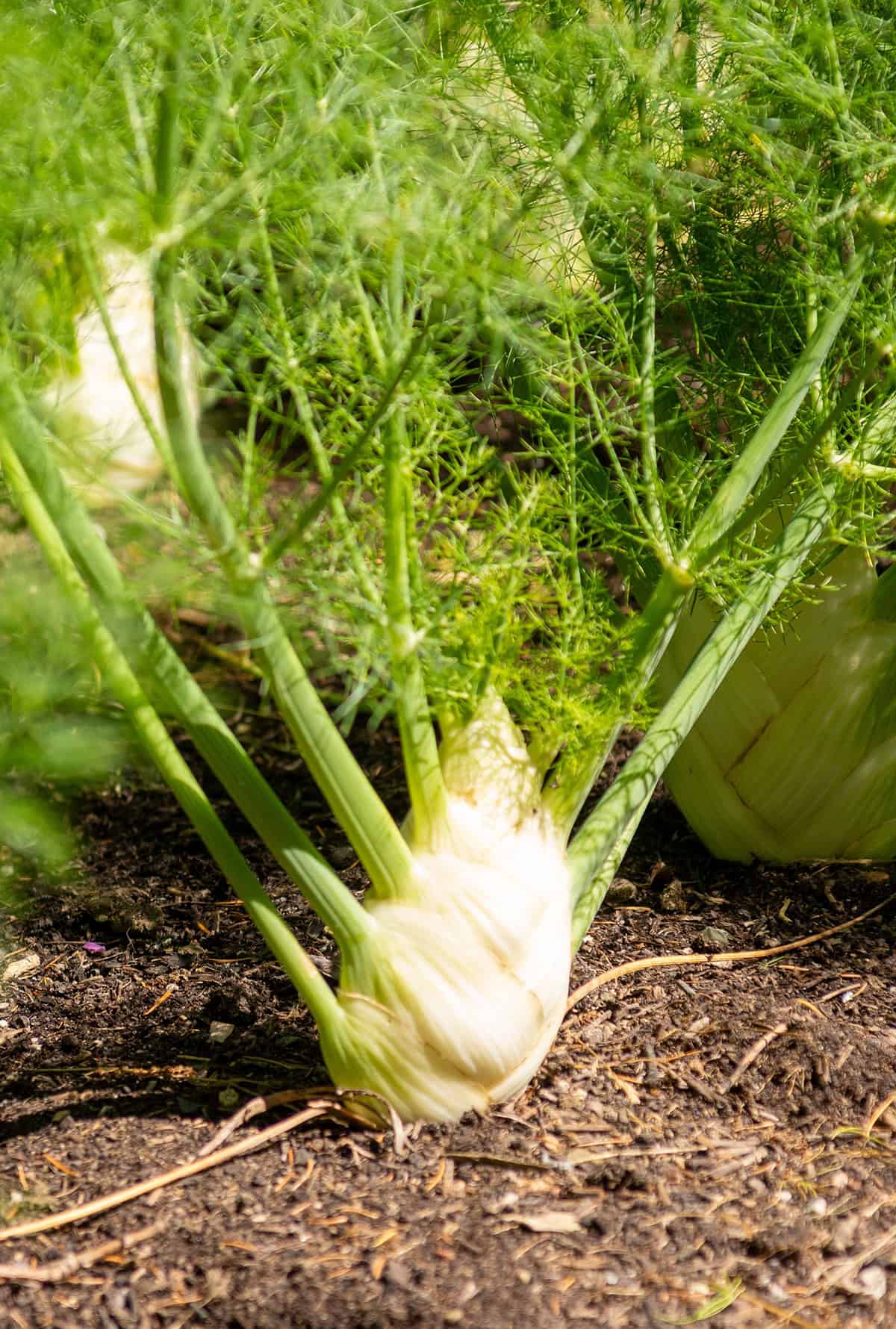 Fennel And Most Vegetables