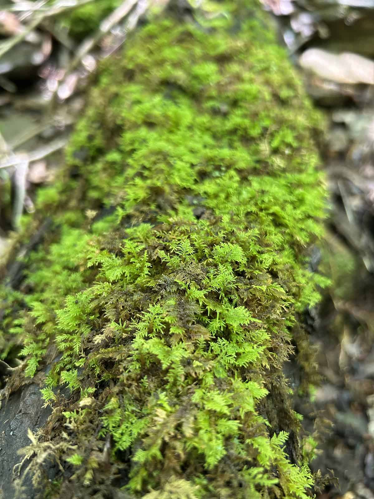 Fern Moss (Thuidium delicatulum)