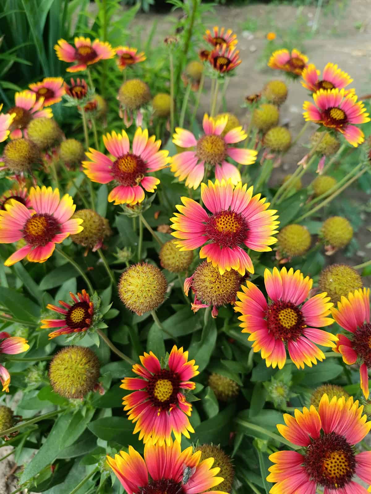 Gaillardia (Blanket Flower)