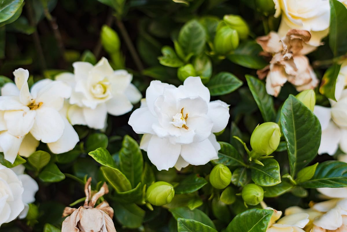 Gardenia (Gardenia jasminoides)
