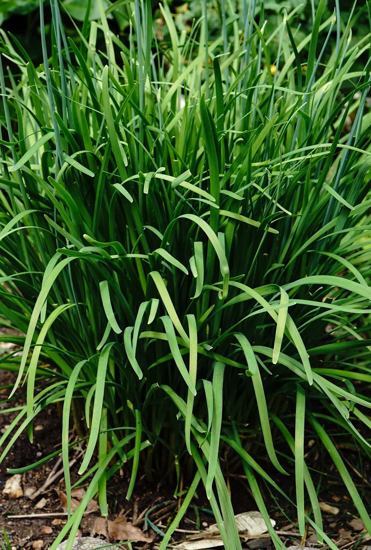Garlic Chives