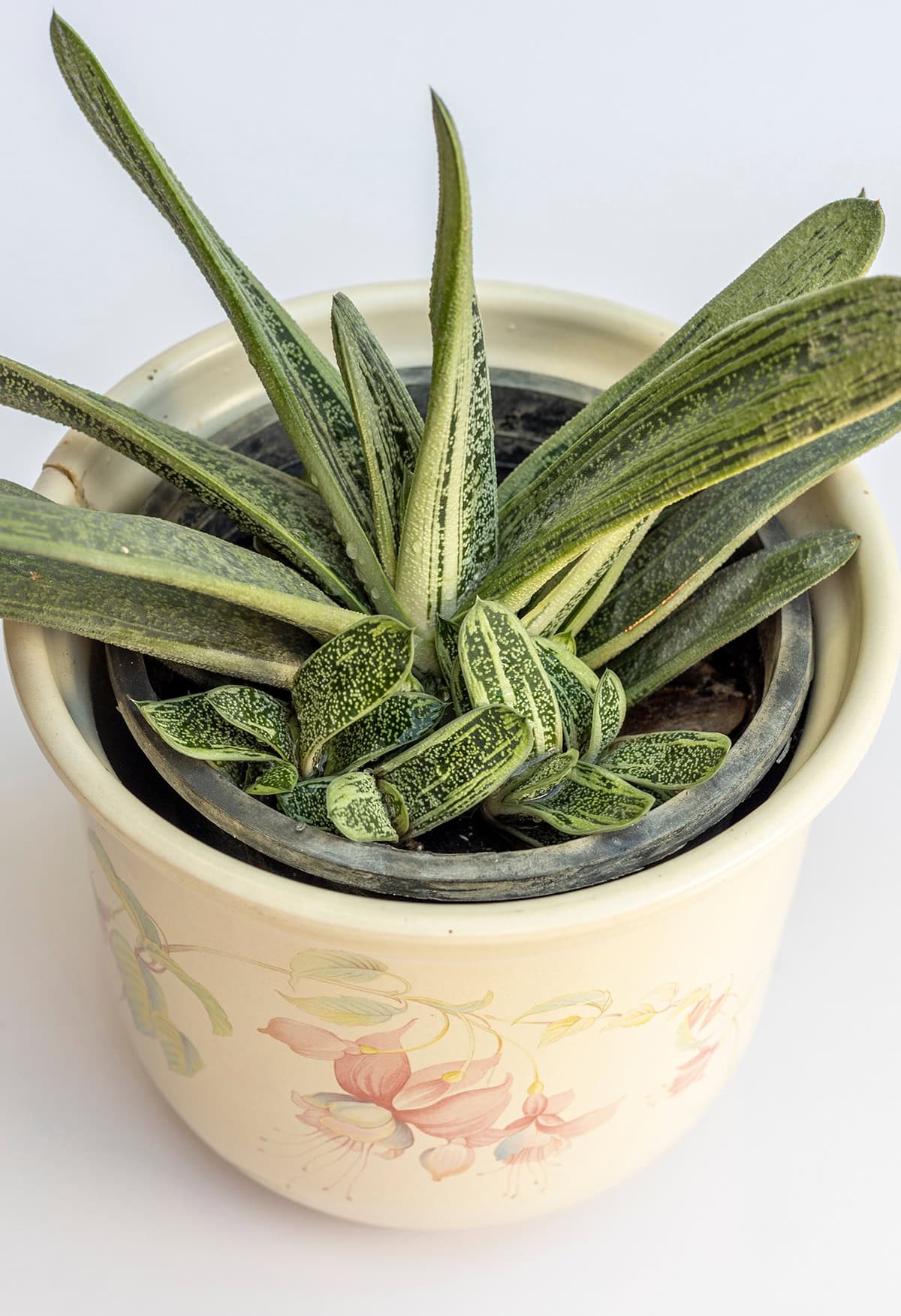 Gasteria