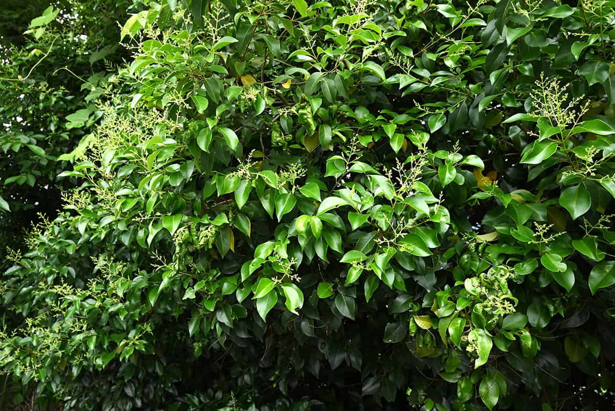 Glossy Privet (Ligustrum lucidum)