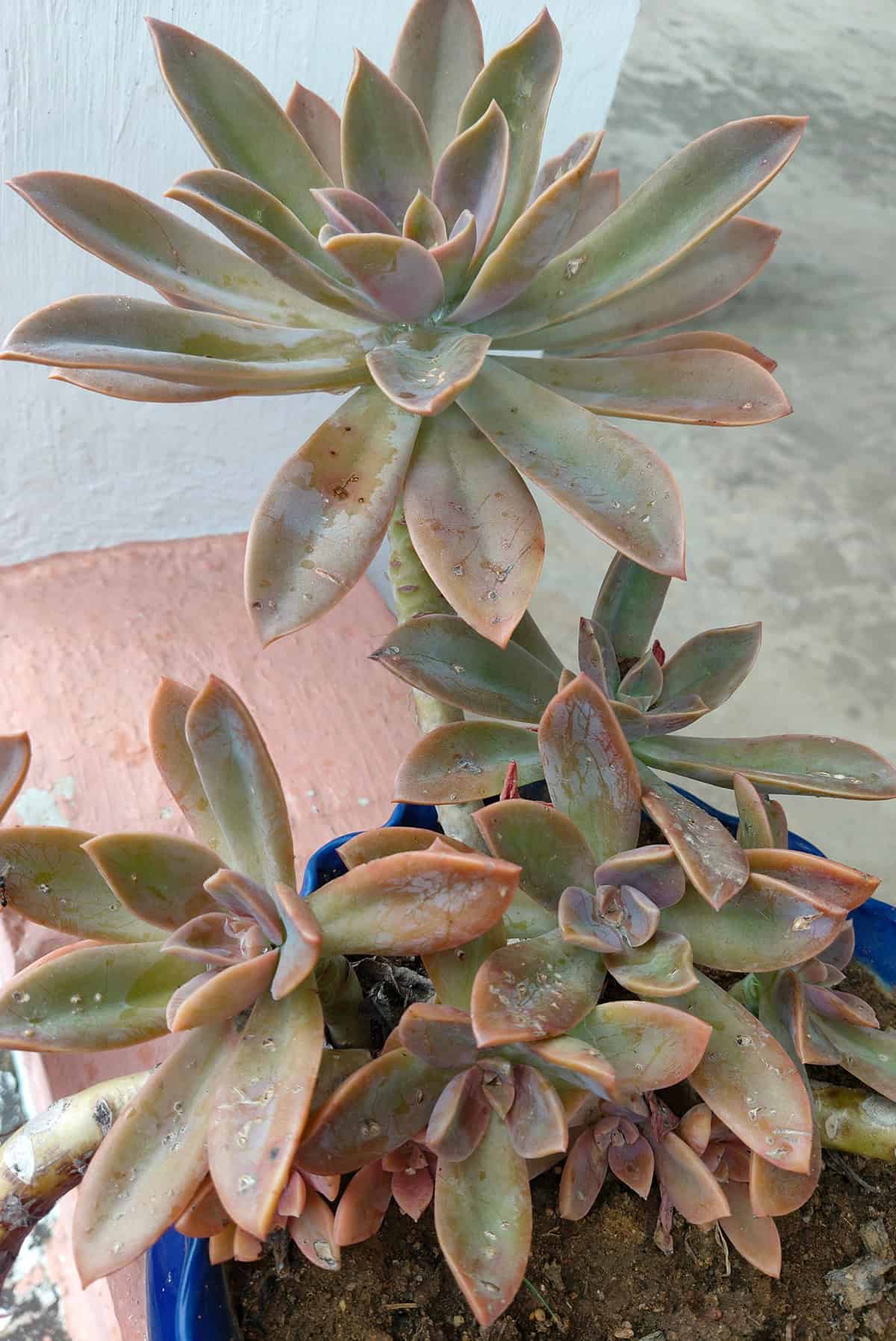 Graptoveria