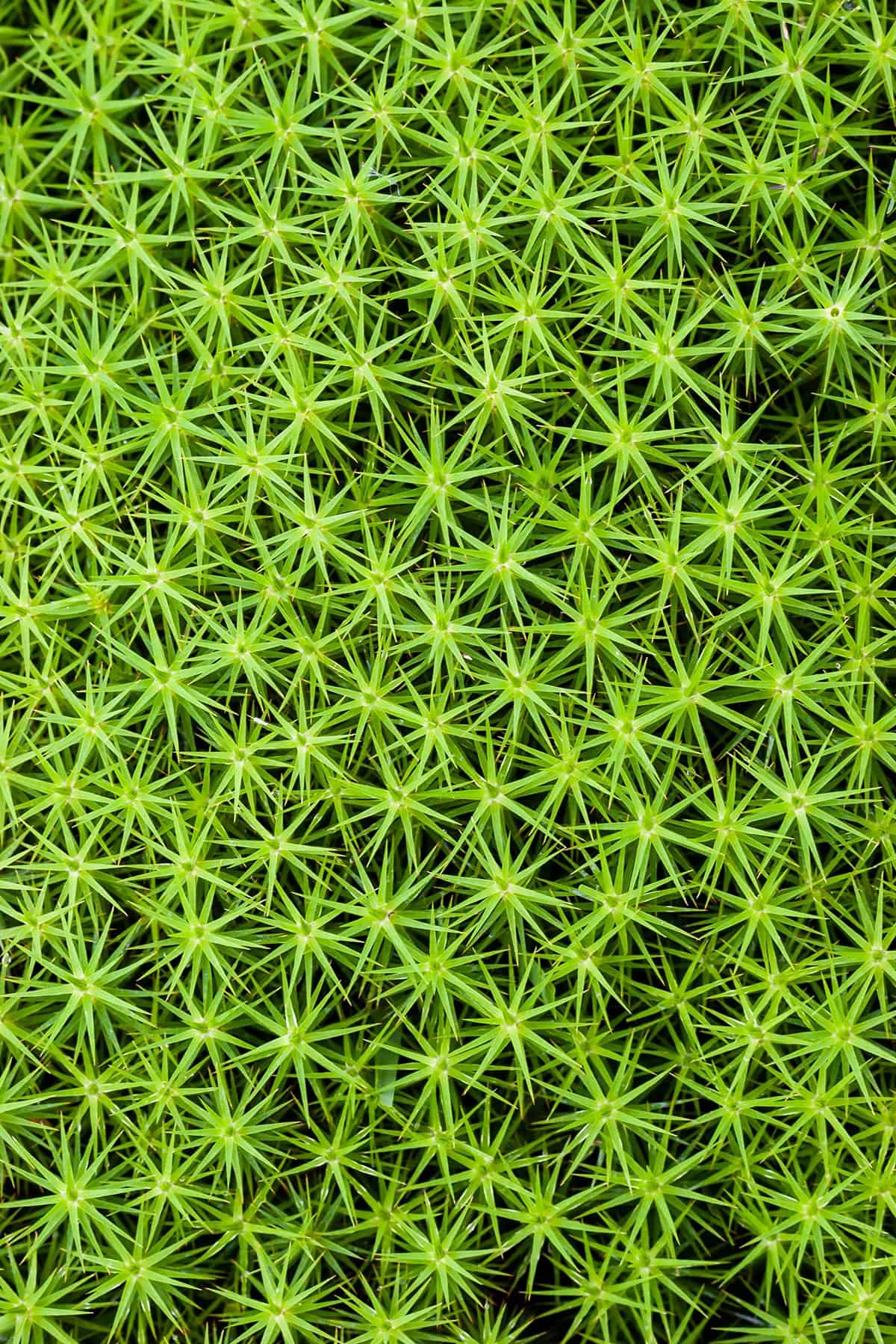 Haircap Moss (Polytrichum commune)
