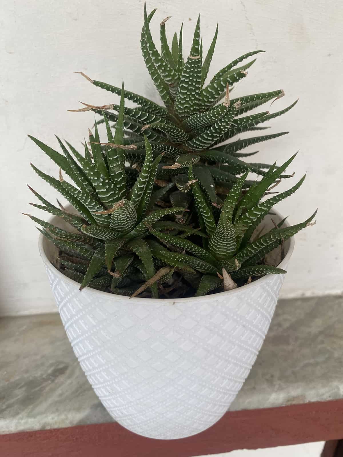 Haworthia fasciata (Zebra Plant)