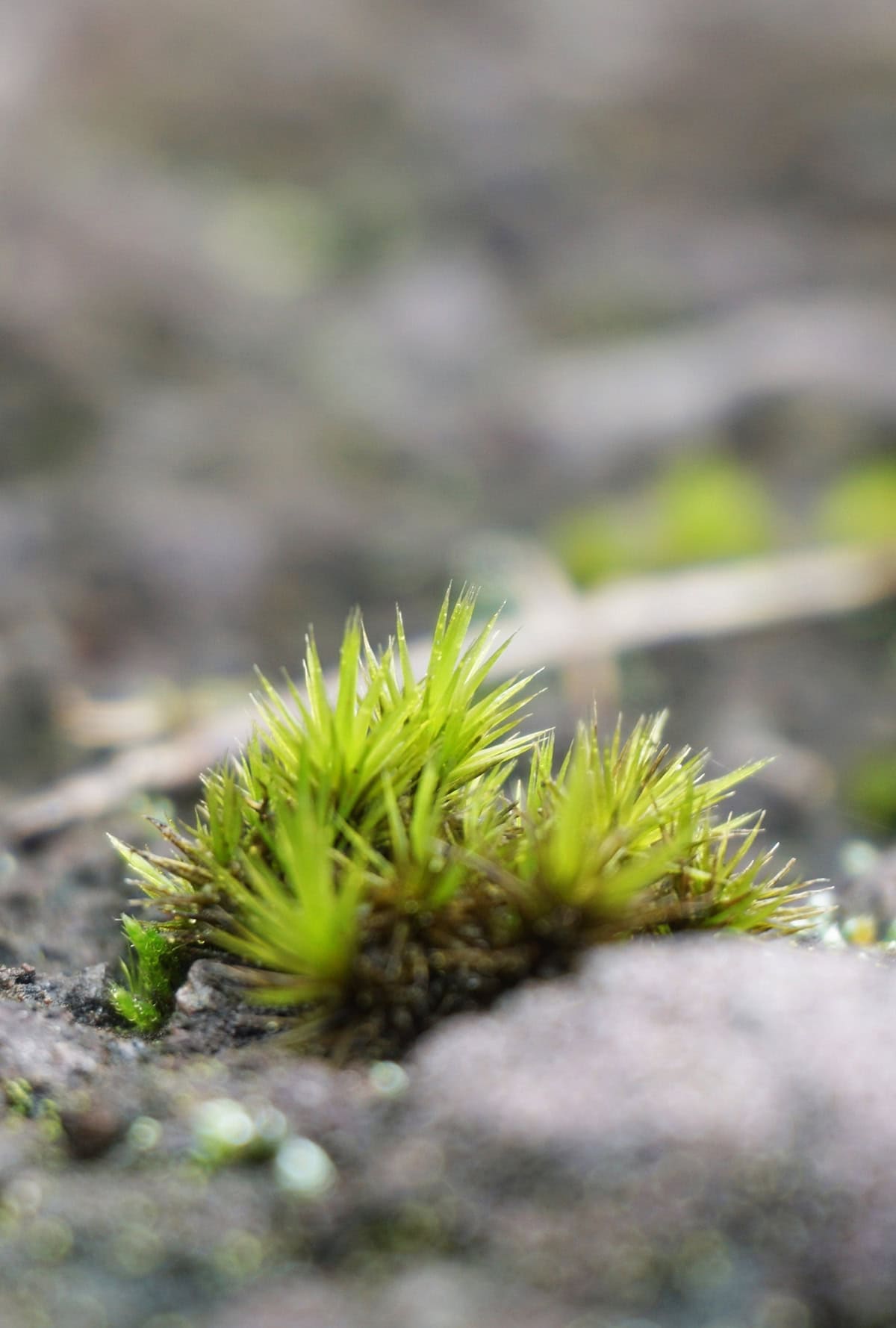 Heath Star Moss (Campylopus introflexus)