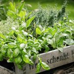 Herbs to Plant In Fall