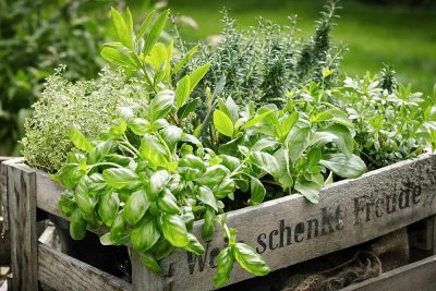 Herbs to Plant In Fall