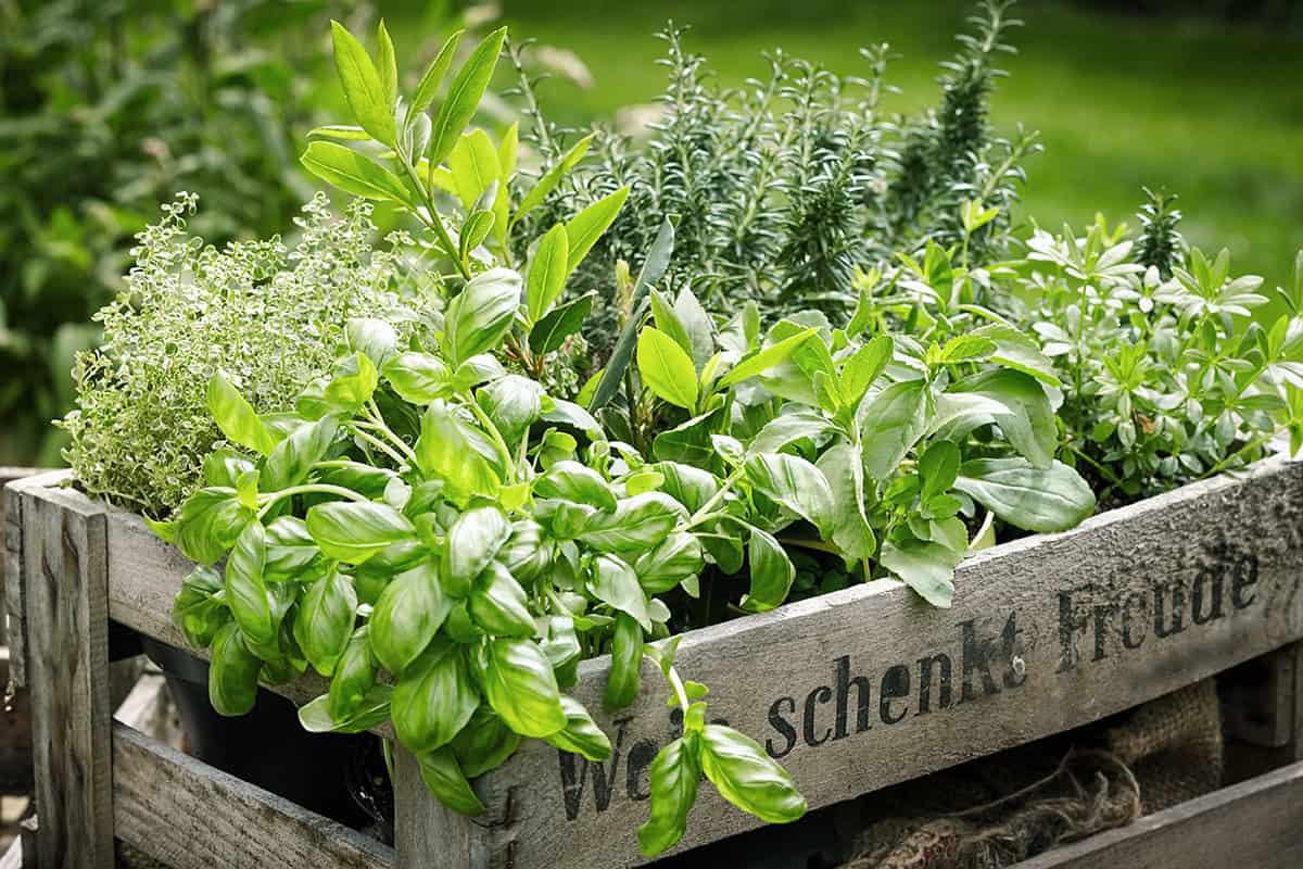 Herbs to Plant In Fall