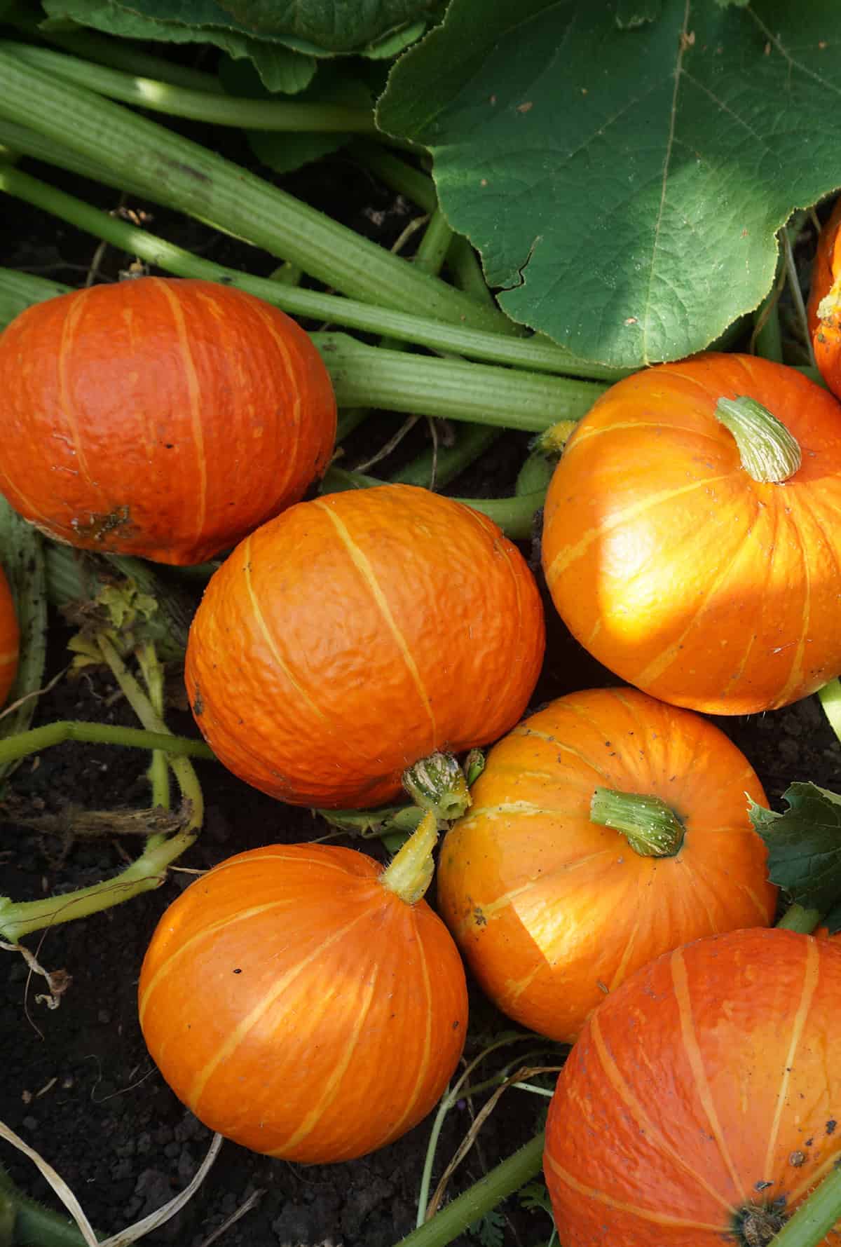 How And When To Harvest Pumpkins